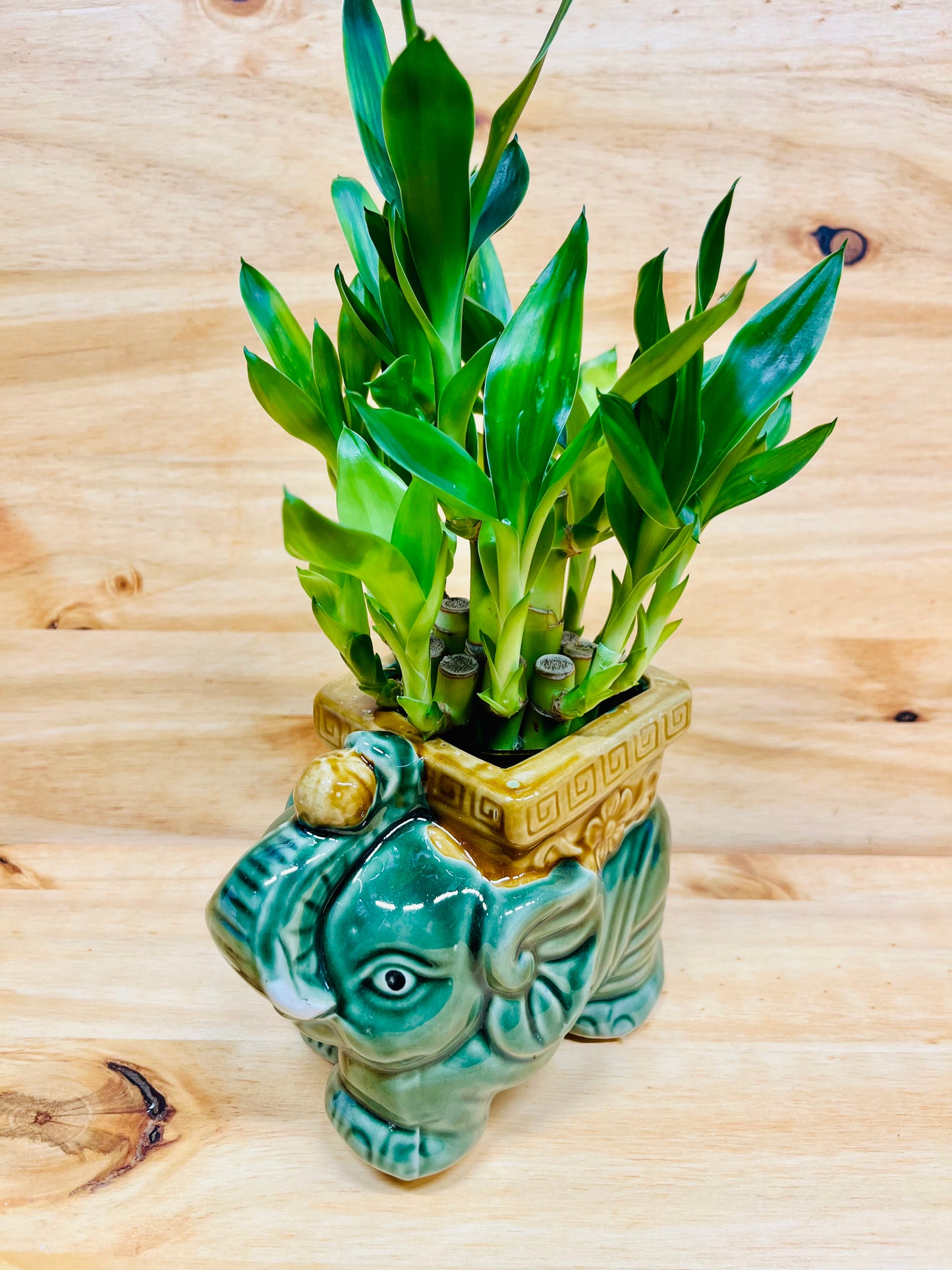 Live Lucky Bamboo Two Tier Plant in Elephant Ceramic Vase