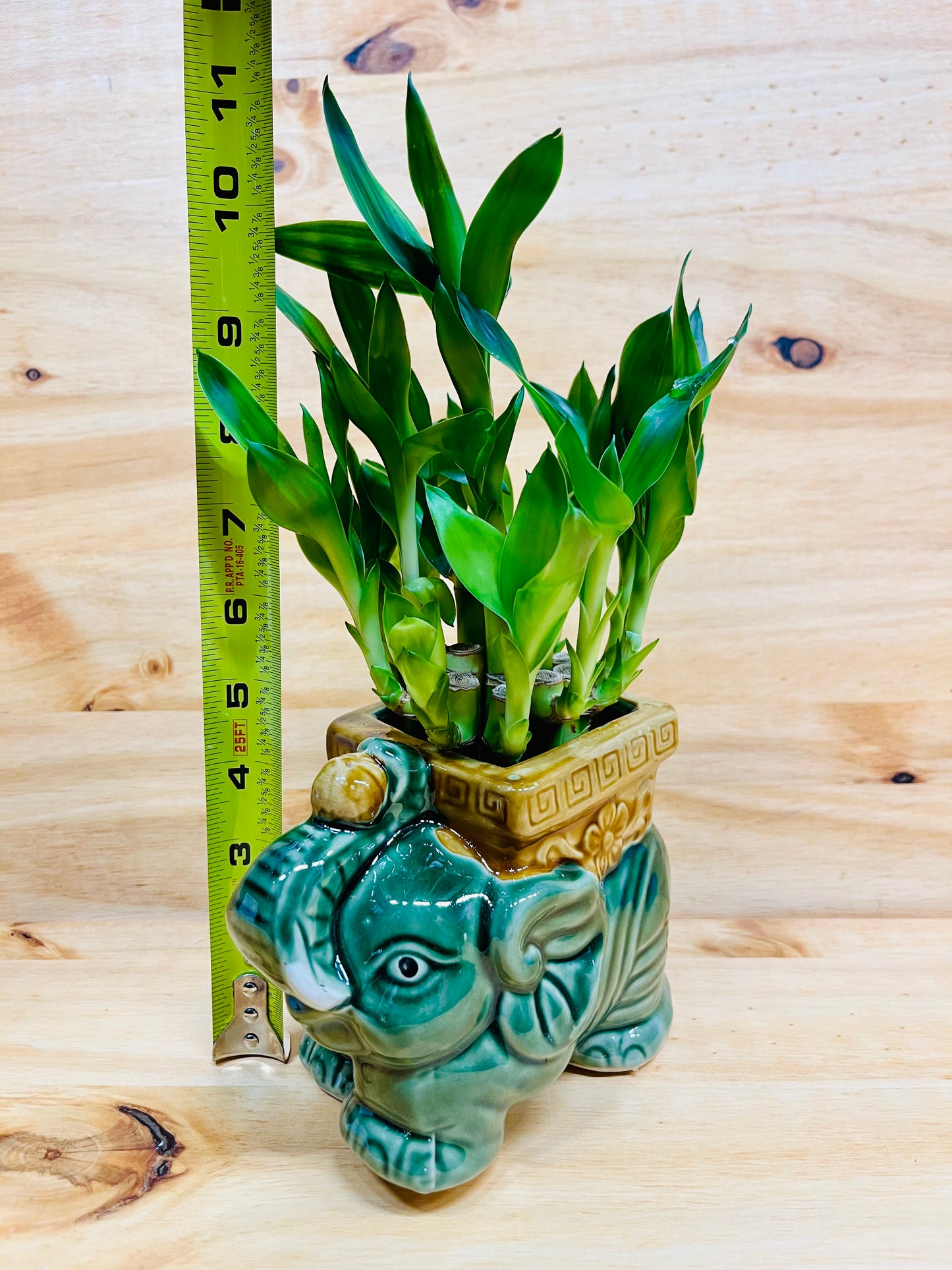 Live Lucky Bamboo Two Tier Plant in Elephant Ceramic Vase