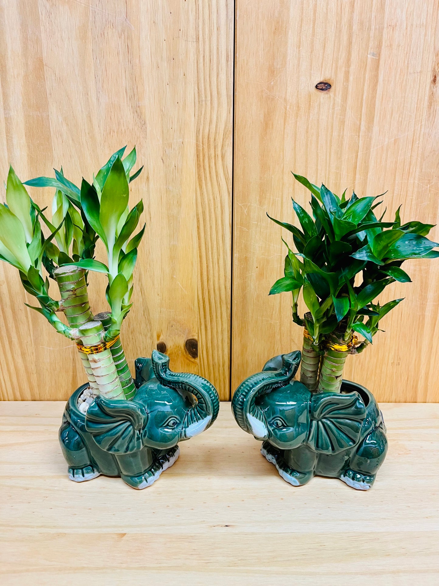 Lucky Lotus Bamboo en jarrón de elefante de cerámica