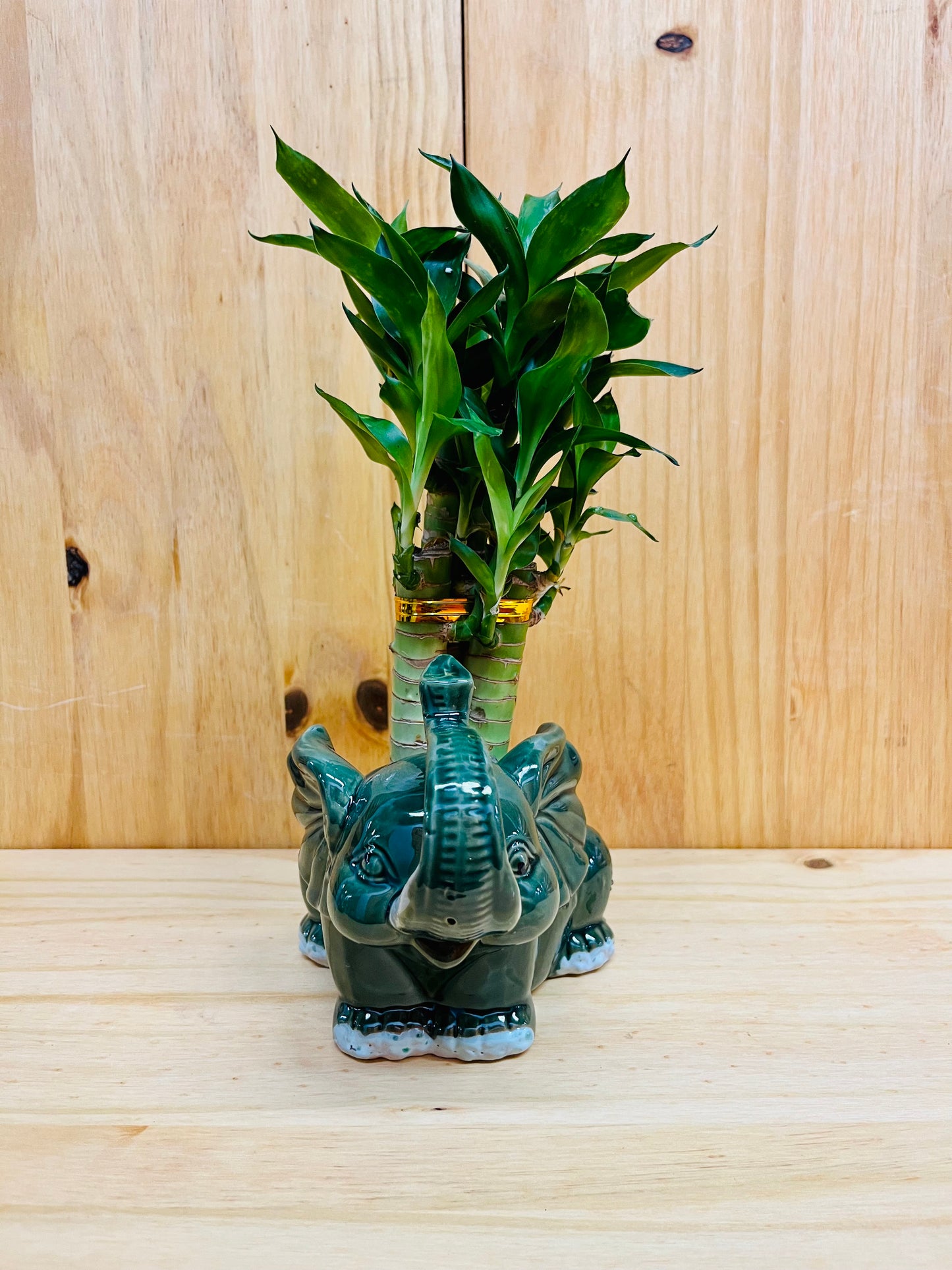 Lucky Lotus Bamboo en jarrón de elefante de cerámica