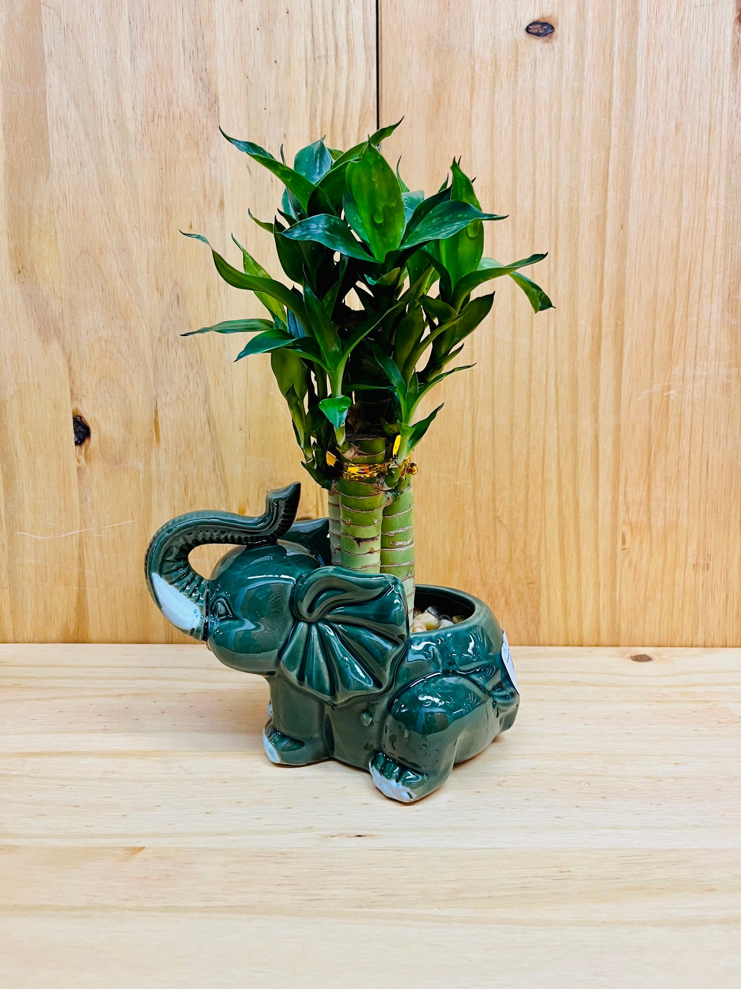 Lucky Lotus Bamboo in Ceramic Elephant Vase