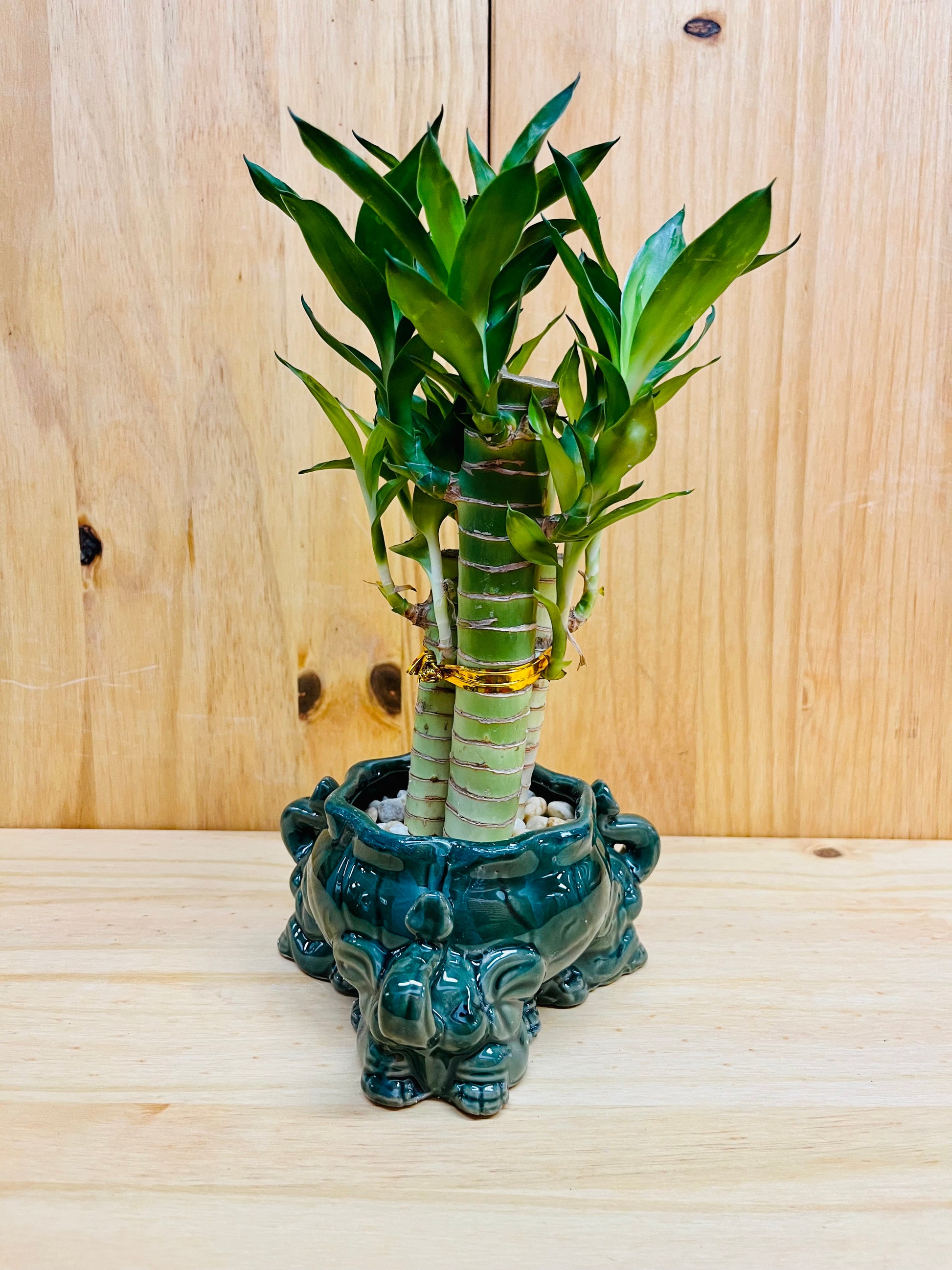 lucky bamboo design Lucky Lotus Bamboo in Ceramic Vase Elephant Design – Houseplants New York LLC