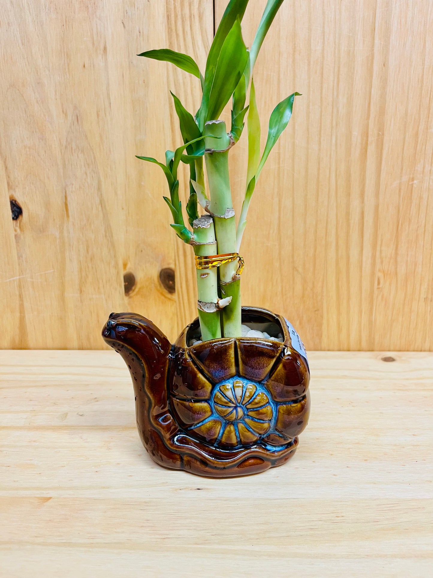Lucky Bamboo in Ceramic Snail Vase 3 Stem 6”6”8” Bamboo
