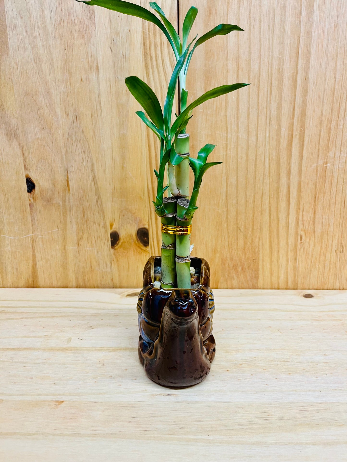 Bambú de la suerte en jarrón de caracol de cerámica 3 tallos 6”6”8” Bambú