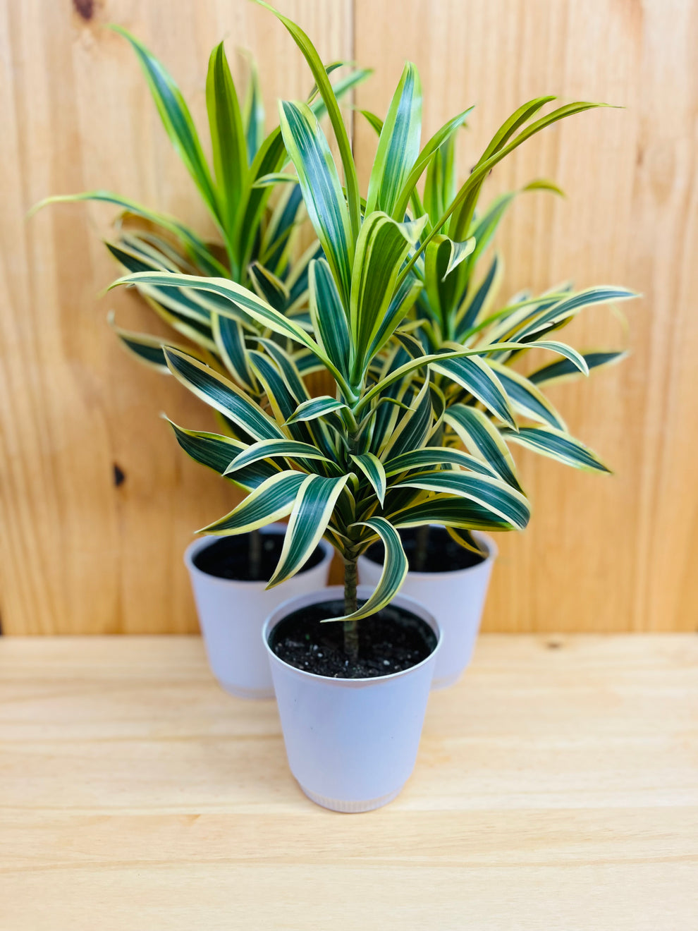 Song of India 4” includes White Cover Pot Houseplants New York LLC