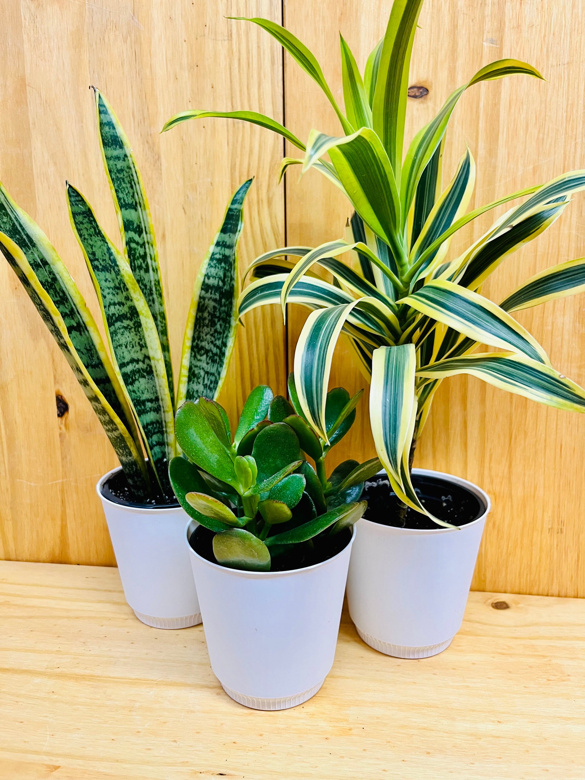 song of india plant care indoors 4” Houseplant Easy Care Starter Pack, Snake Plant, Jade & Song of India includes White Cover Pots – Houseplants New York LLC