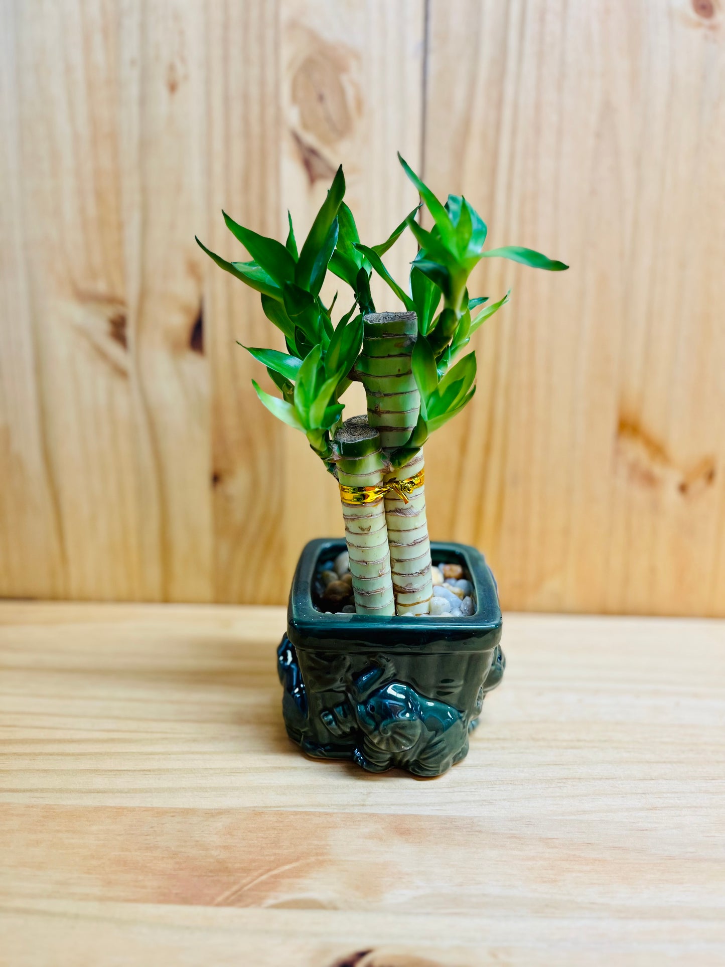 Lucky Lotus Bamboo in Ceramic Vase