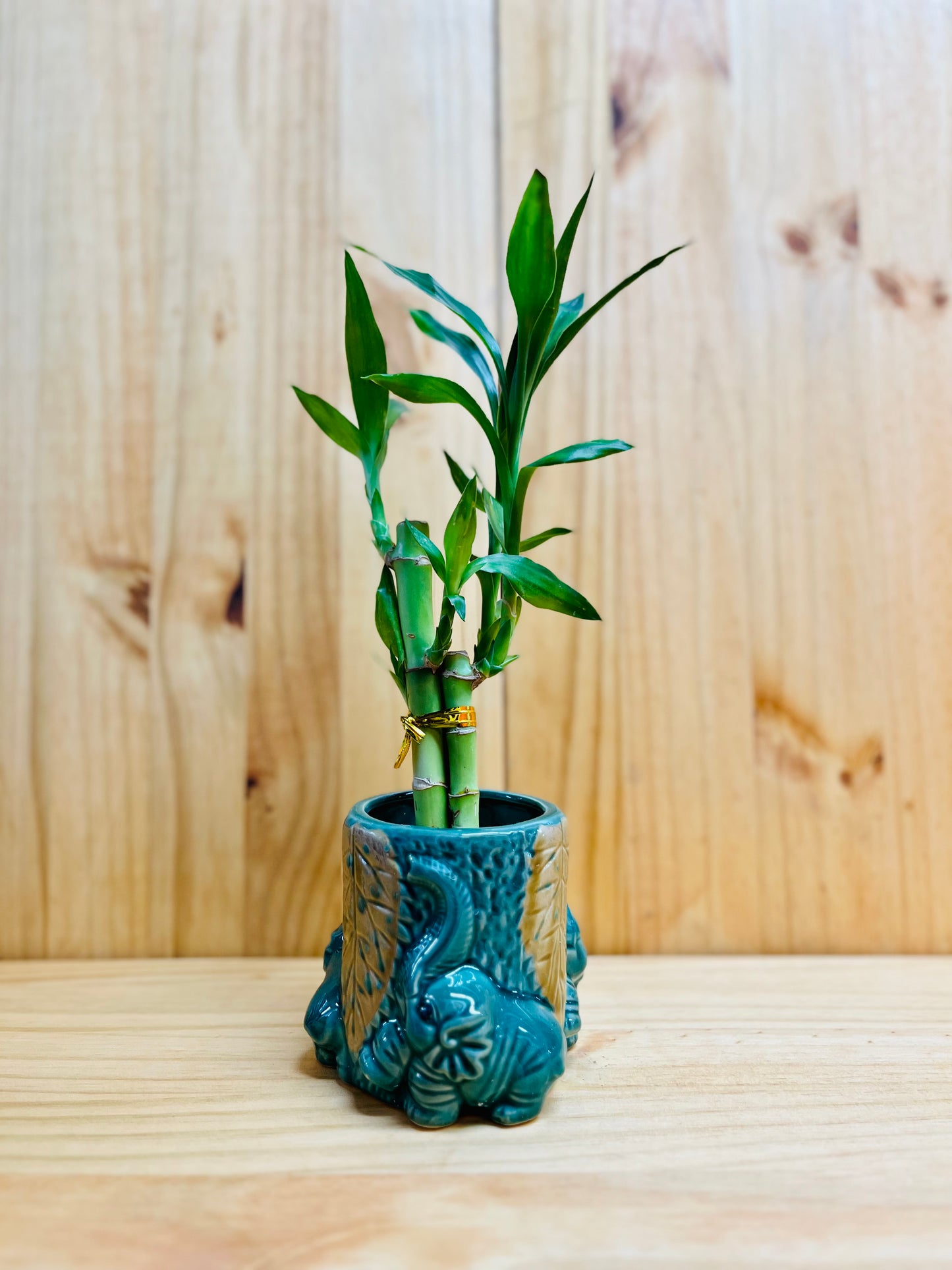 Lucky Bamboo in Round Ceramic Elephant Vase 3 Stem 6”6”8” Bamboo