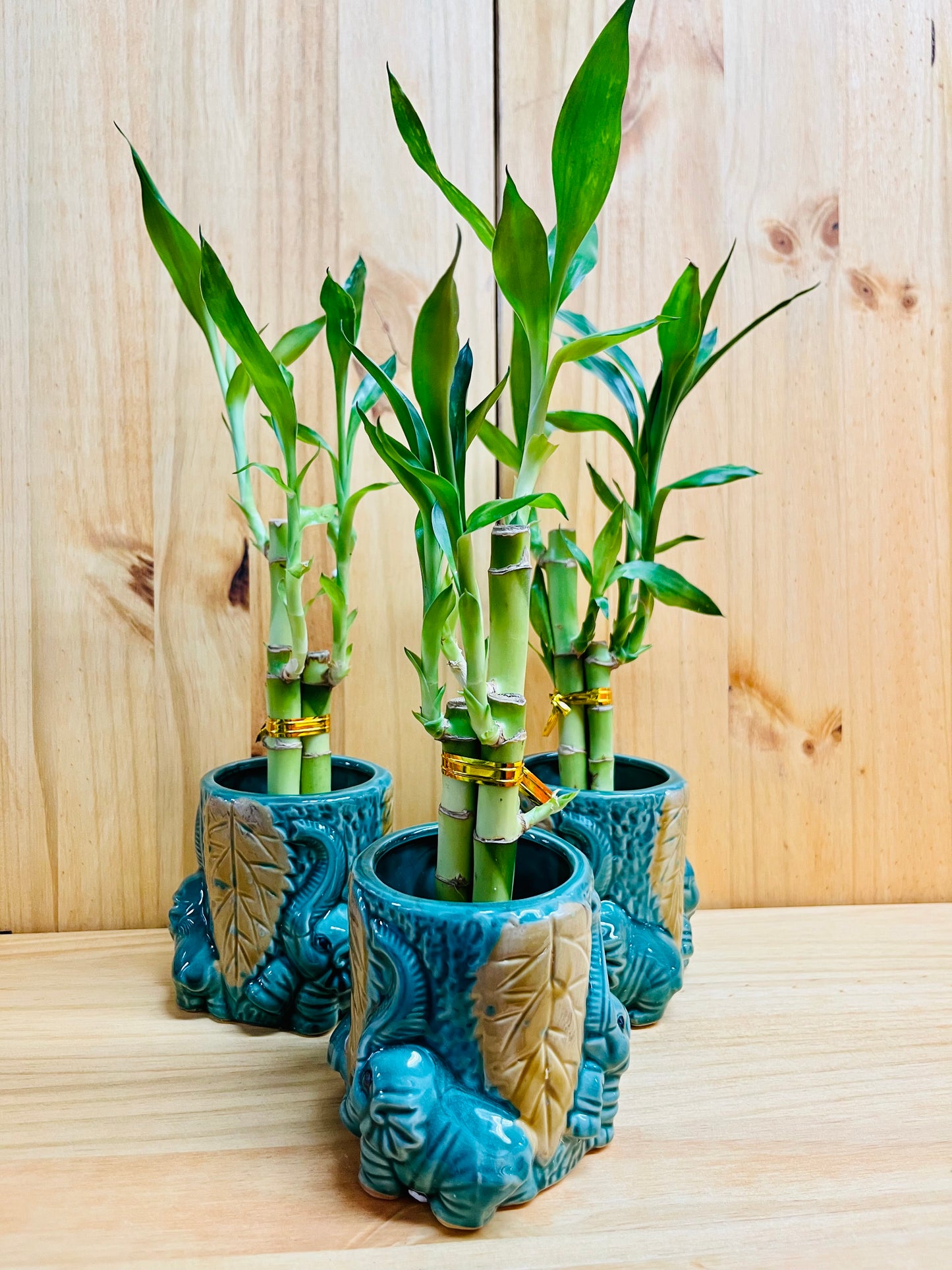 Lucky Bamboo in Round Ceramic Elephant Vase 3 Stem 6”6”8” Bamboo