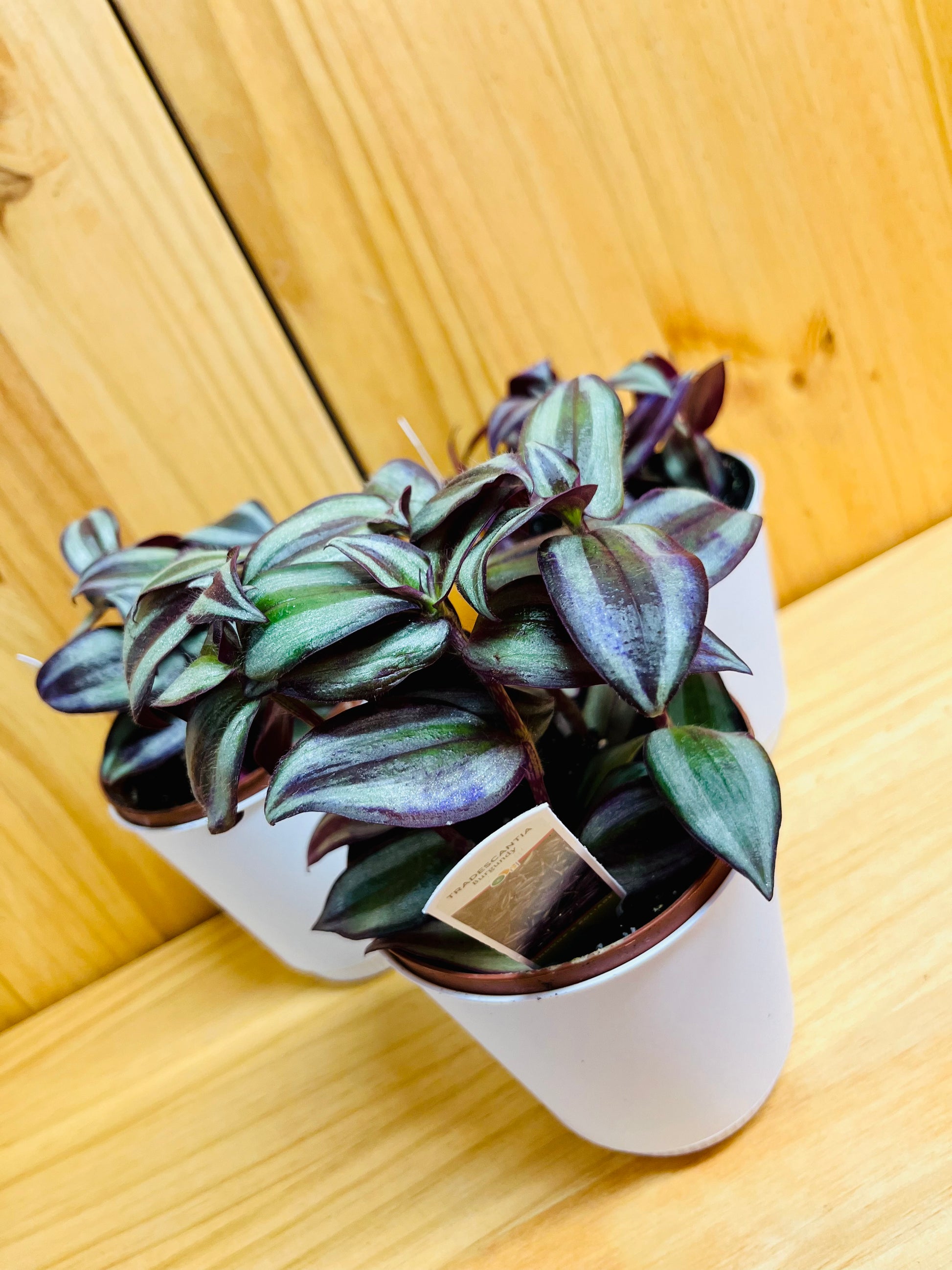 jew plant indoor Wandering Jew Plant 4" includes White Cover Pot – Houseplants New York LLC