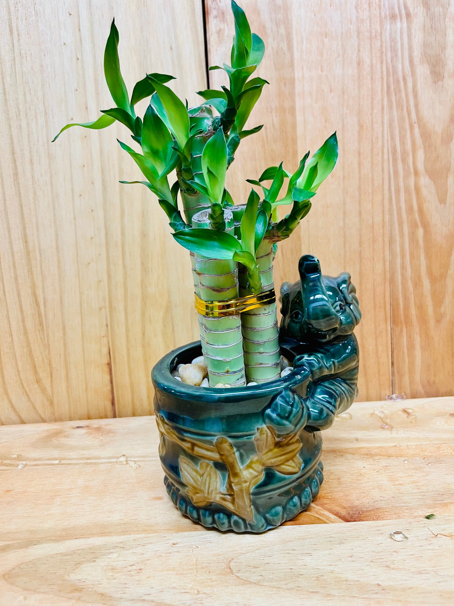 Bambú Lucky Lotus en jarrón de cerámica