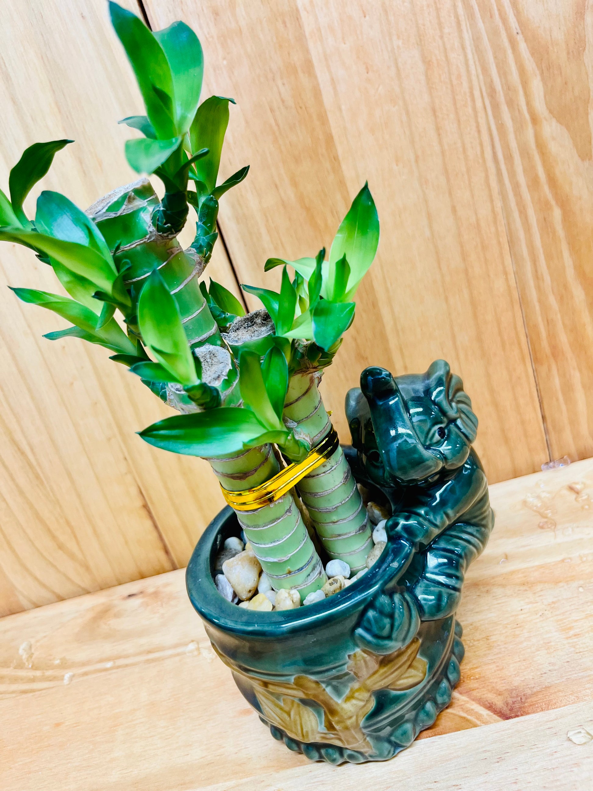 lucky bamboo with pot Lucky Lotus Bamboo in Ceramic Vase