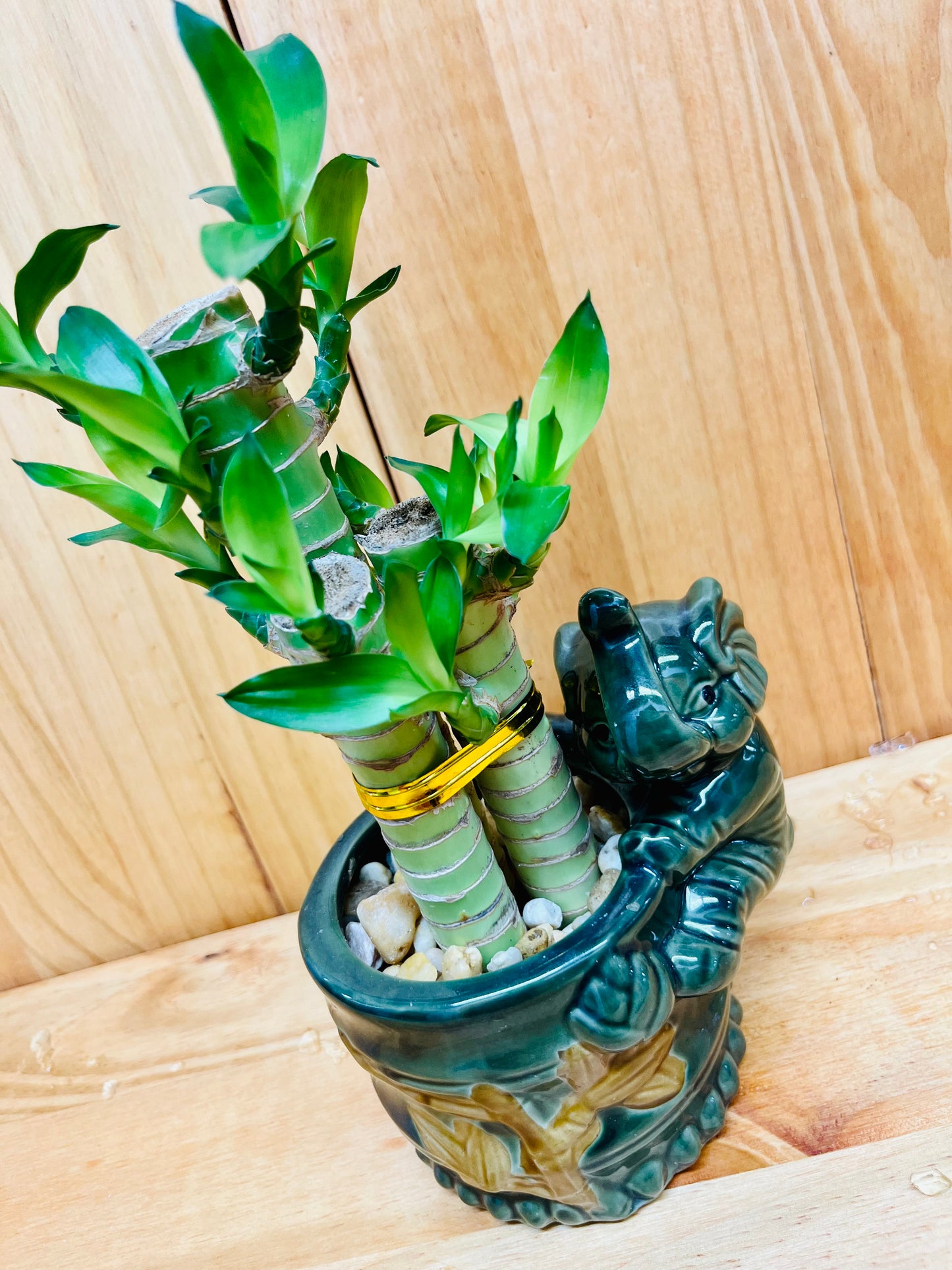 Bambú Lucky Lotus en jarrón de cerámica