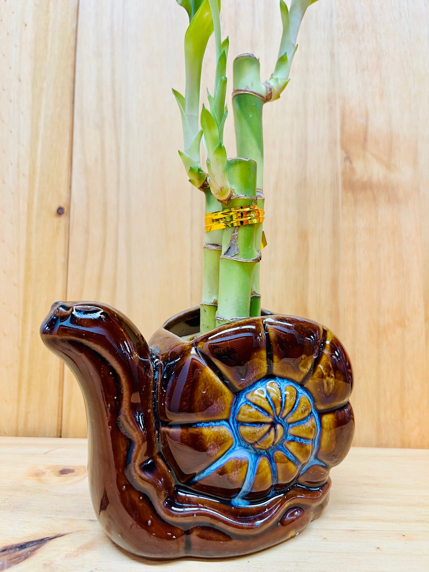 Bambú de la suerte en jarrón de caracol de cerámica 3 tallos 6”6”8” Bambú