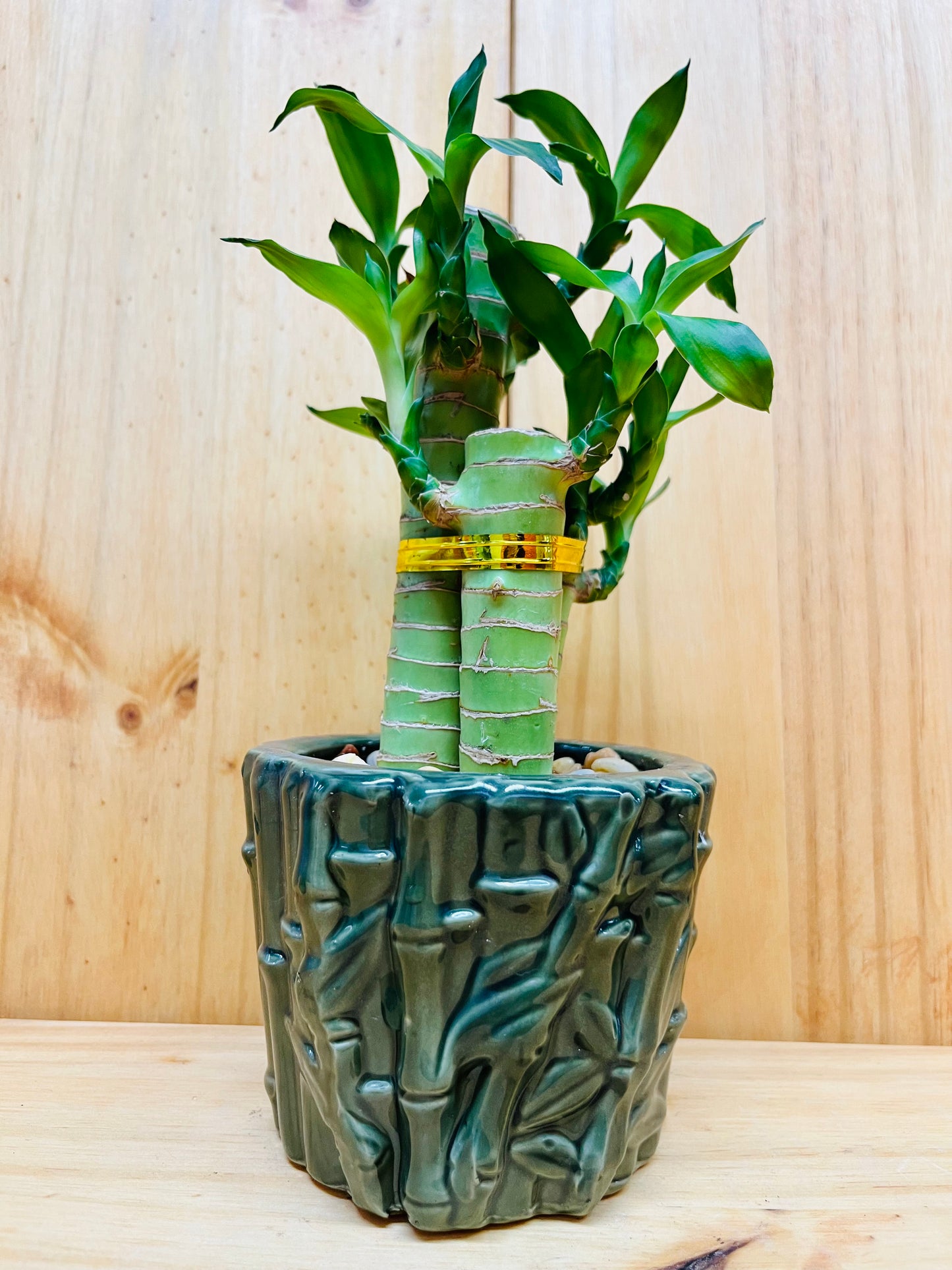 Bambú Lucky Lotus en jarrón de cerámica verde
