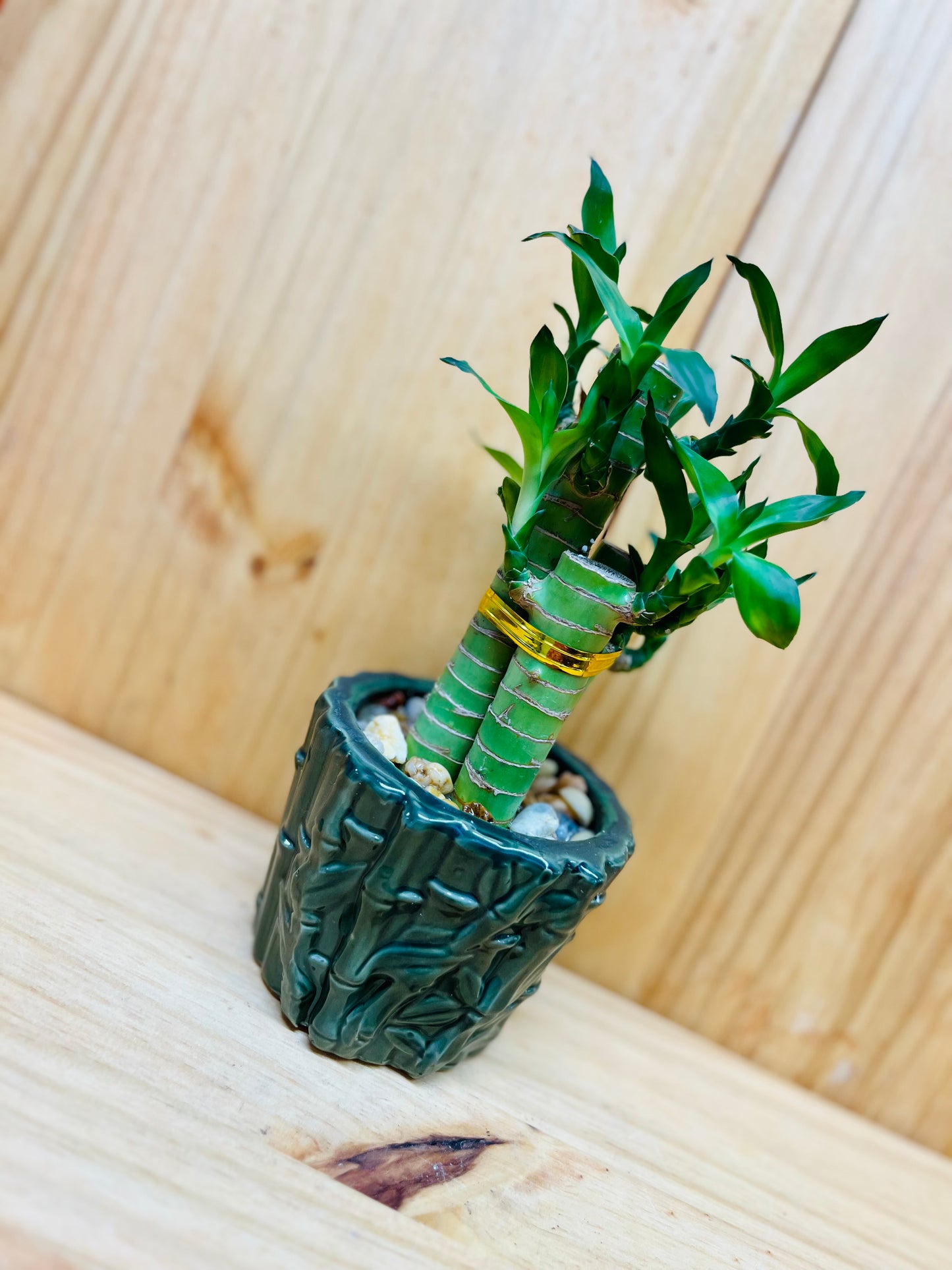 Lucky Lotus Bamboo in Green Ceramic Vase