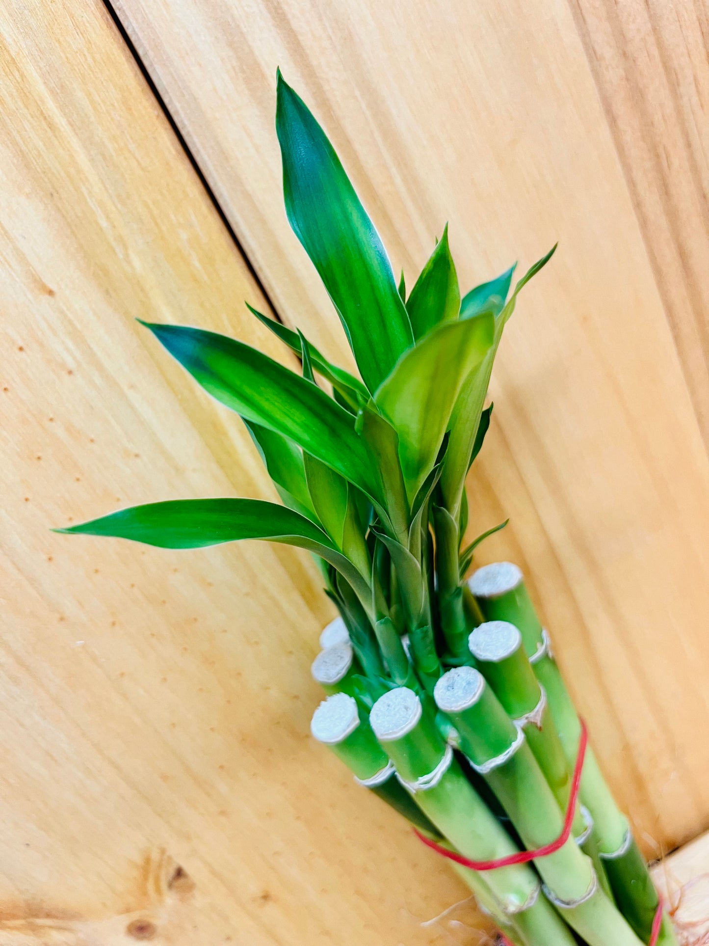Lucky Bamboo Pack 10 - 6” Stems