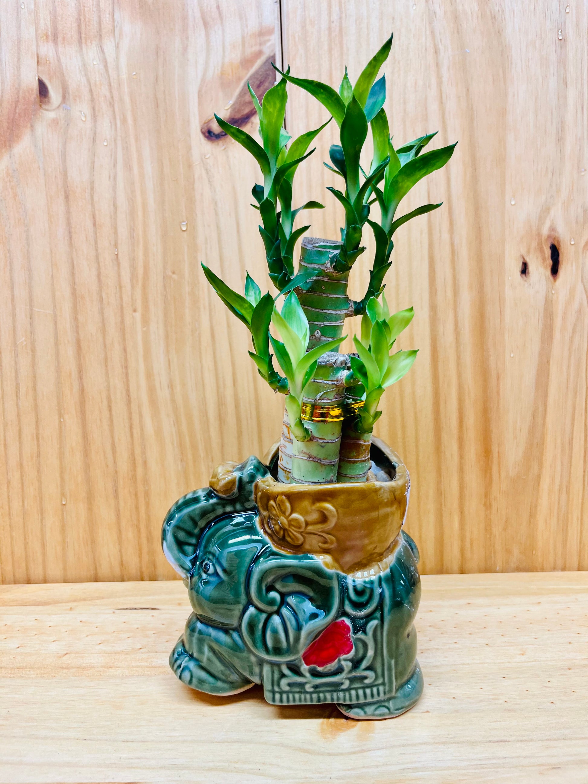 lucky bamboo rocks Lucky Lotus Bamboo Elephant in Ceramic Vase includes River Rocks – Houseplants New York LLC