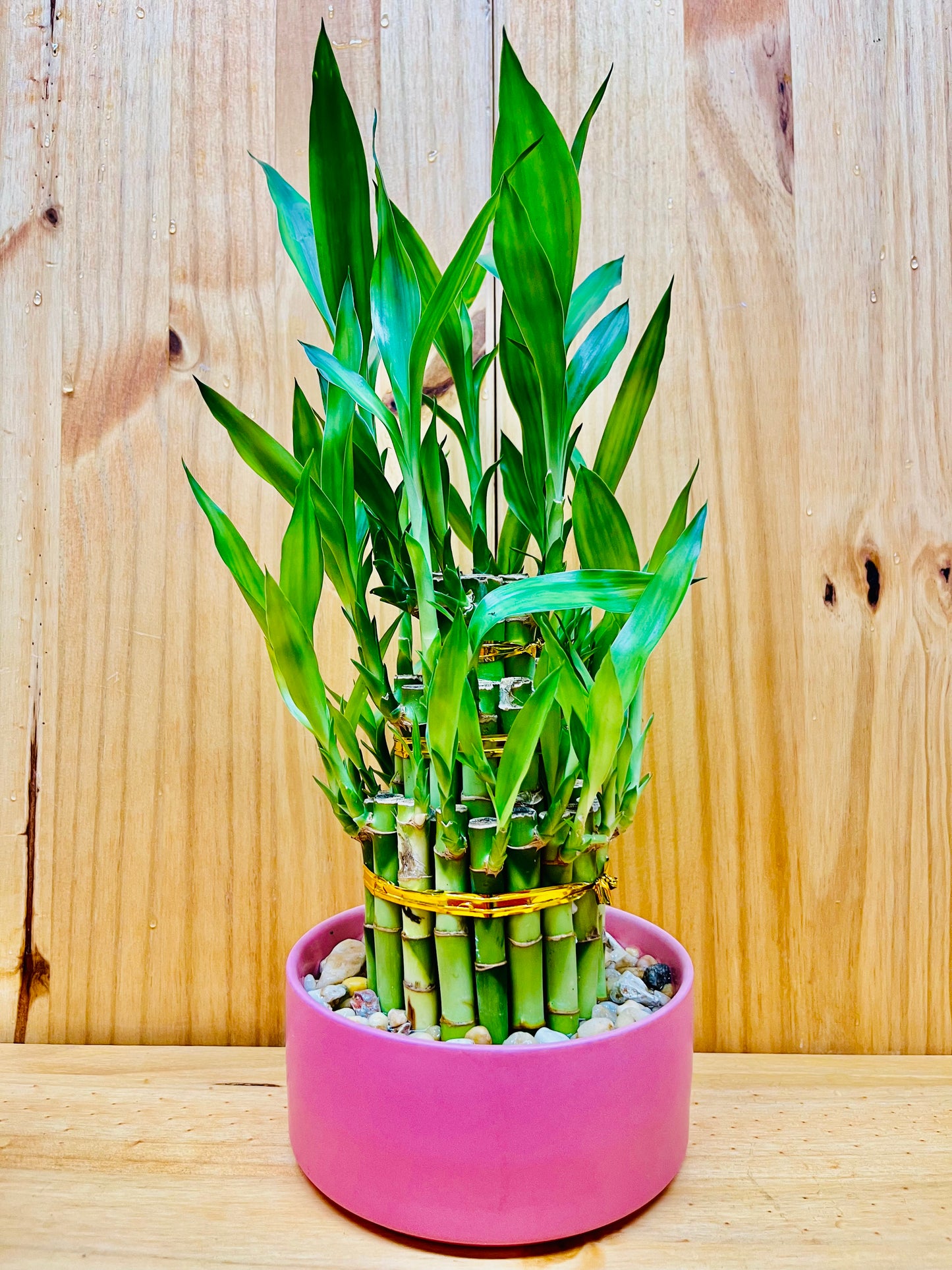 Lucky Bamboo Three Tier in Ceramic Vase