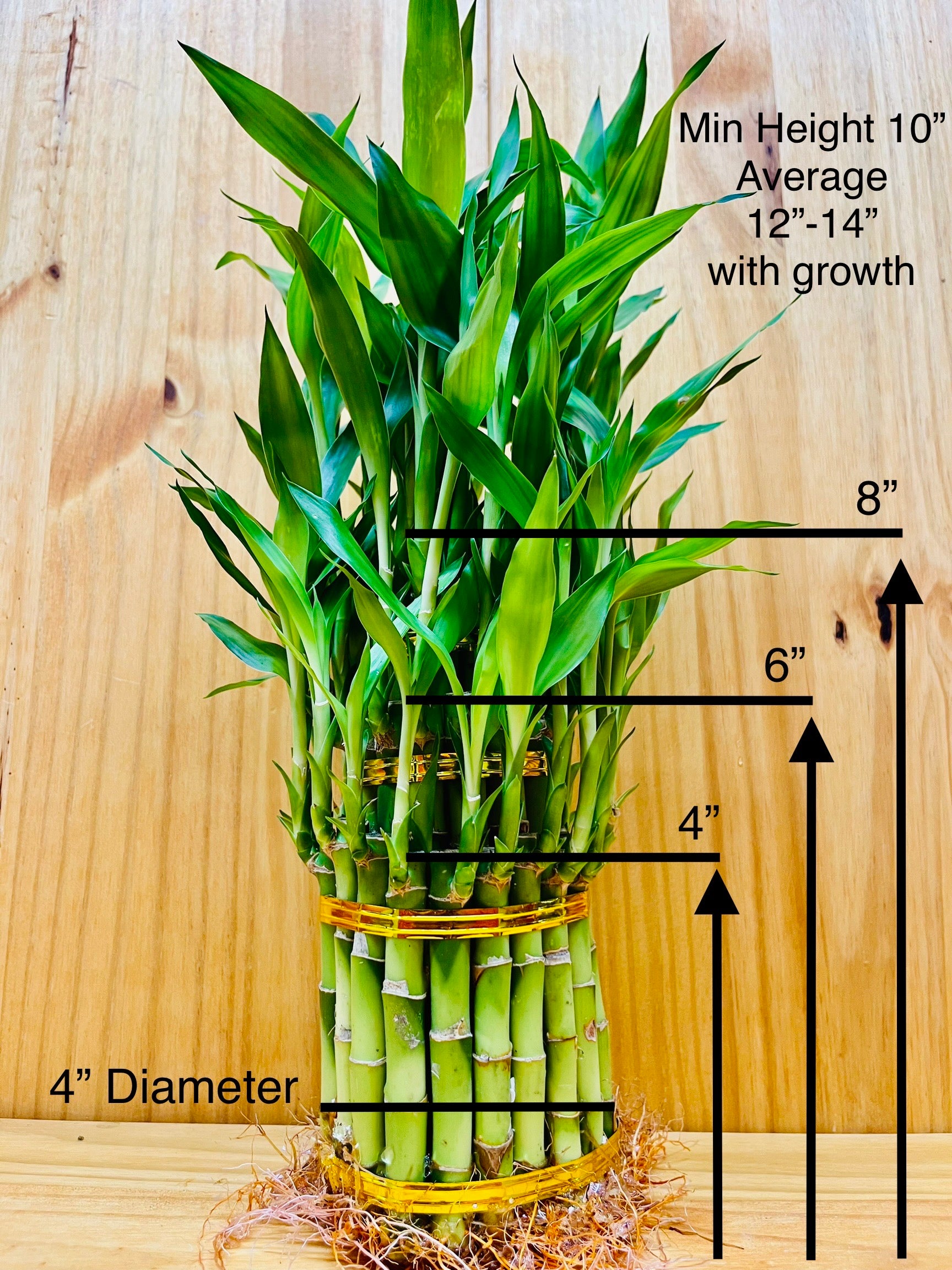 maximum height of lucky bamboo Lucky Bamboo Three Tier Tower - By Houseplants New York LLC – Houseplants New York LLC