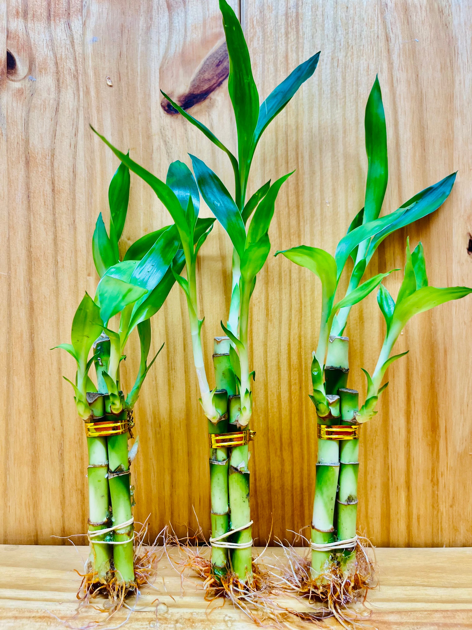 carbeth plants 3 x lucky bamboo 40cm straight stems Live Lucky Bamboo Arrangements 3 Stem 4”4”6” – Houseplants New York LLC