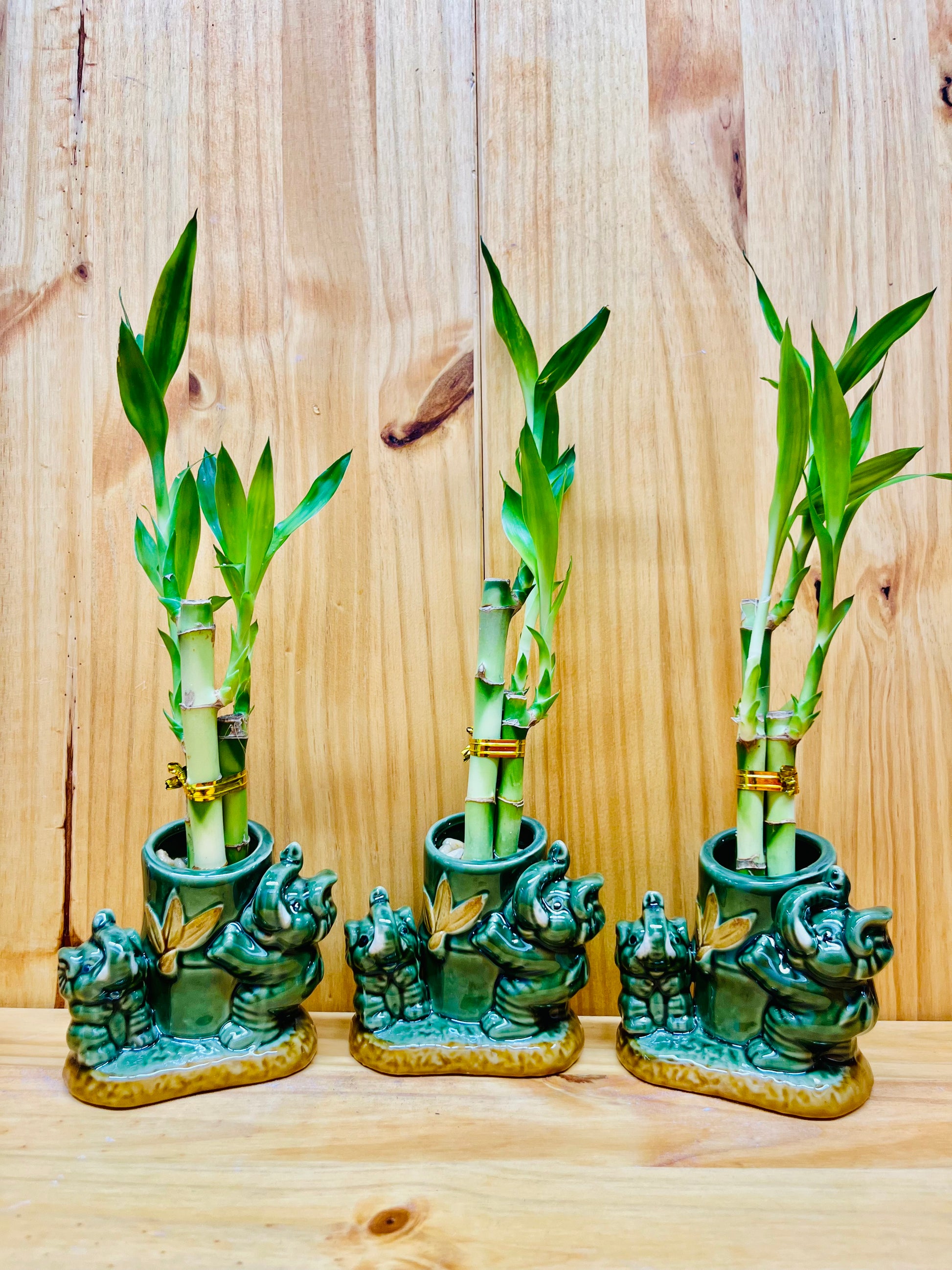 tall lucky bamboo Lucky Bamboo in Ceramic Tall Elephant Vase 3 Stem 6”6”8” Bamboo includes River Pebble Rocks