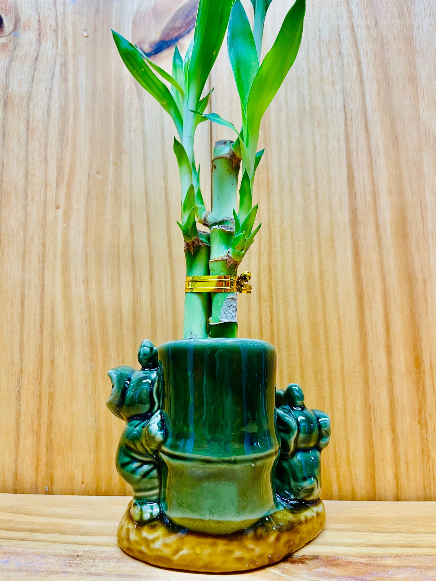 Bambú de la suerte en jarrón de elefante alto de cerámica 3 tallos 6”6”8” Bambú incluye rocas de guijarros de río