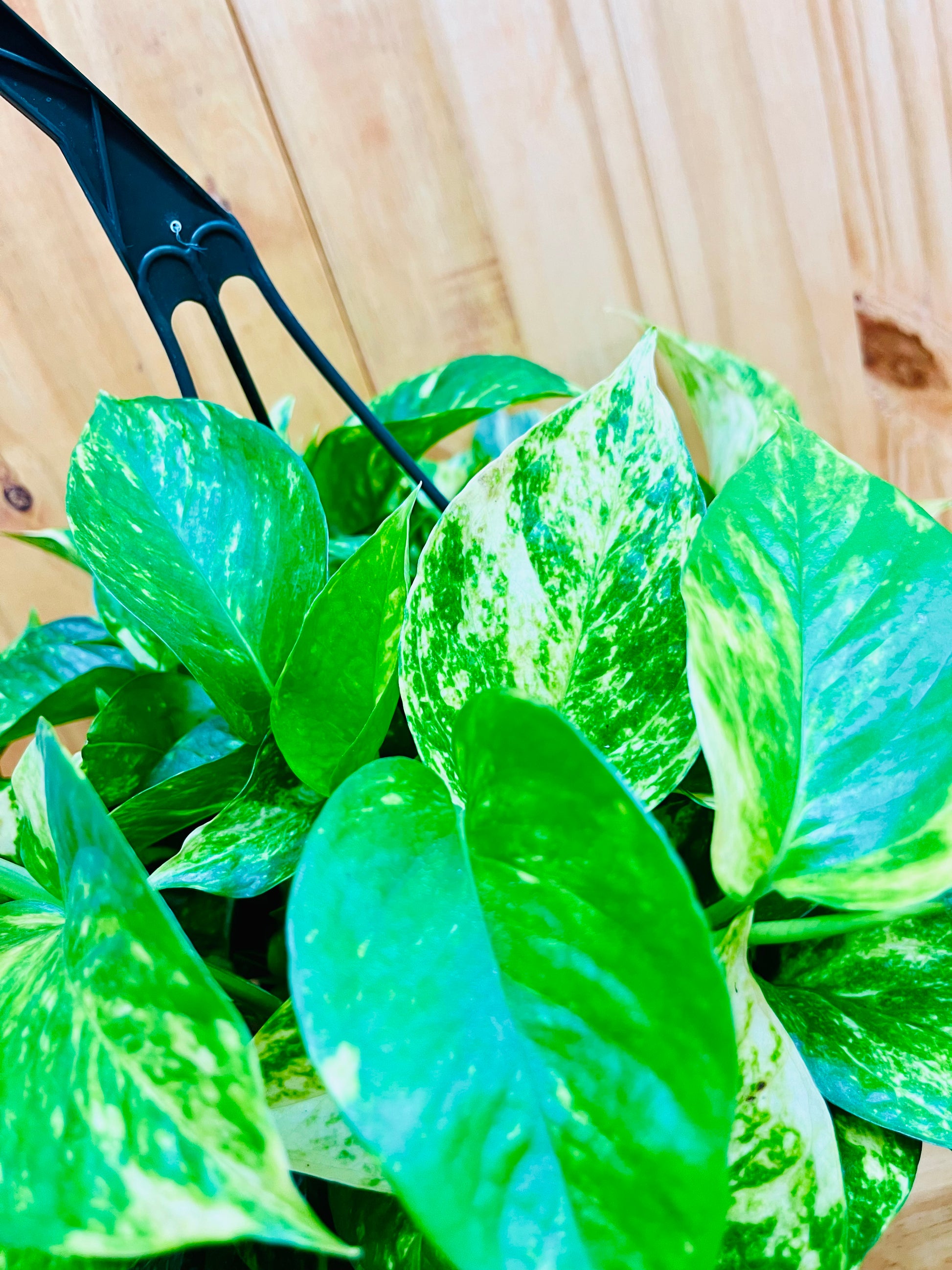 golden pothos lucky plant Golden Pothos Hanging Basket - Live Plant in an 8 Inch Hanging Basket - Epipremnum Aureum - Stunning Houseplant with Unique Foliage