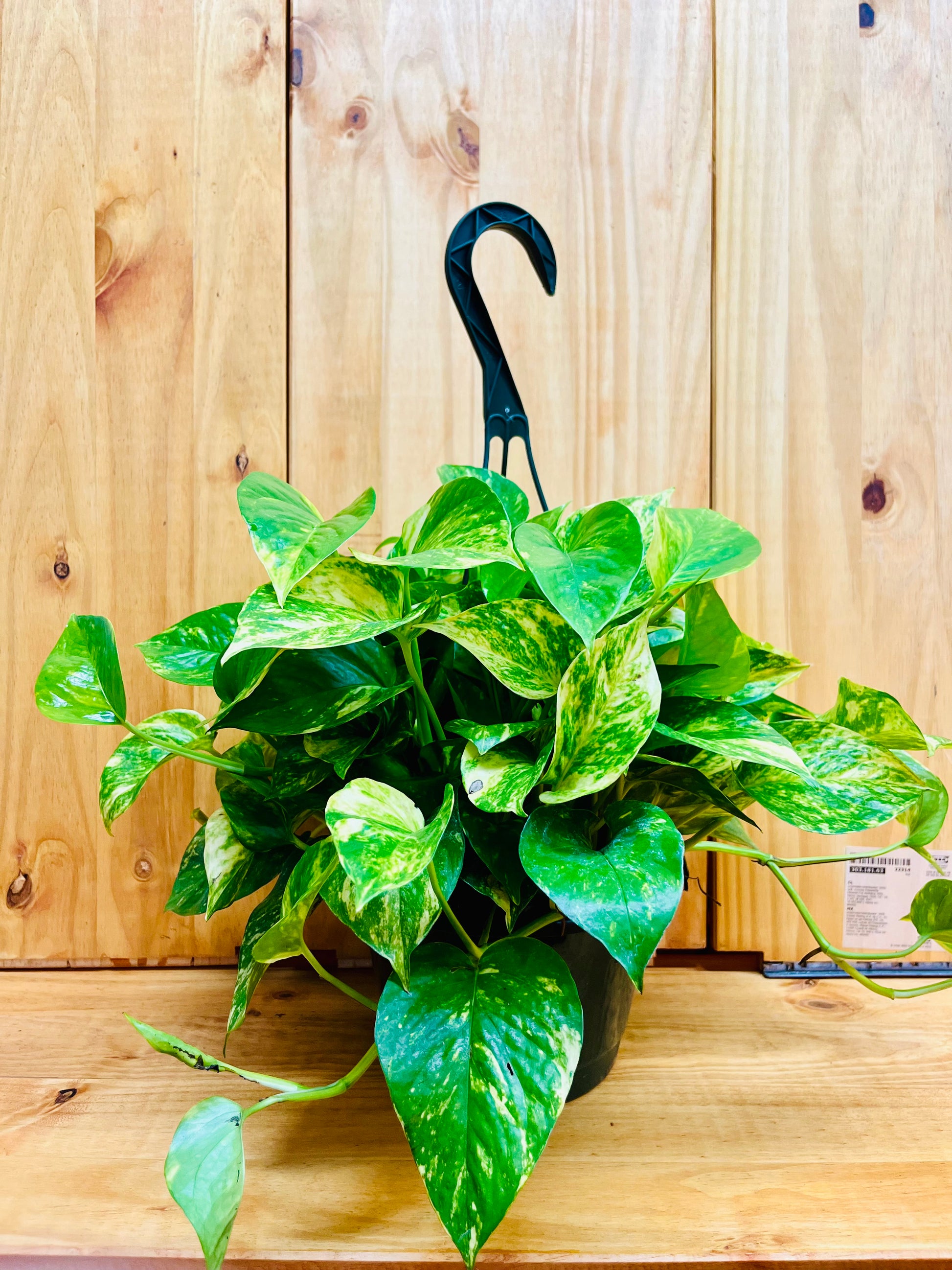 golden pothos live plant Golden Pothos Hanging Basket - Live Plant in an 8 Inch Hanging Basket - Epipremnum Aureum - Stunning Houseplant with Unique Foliage