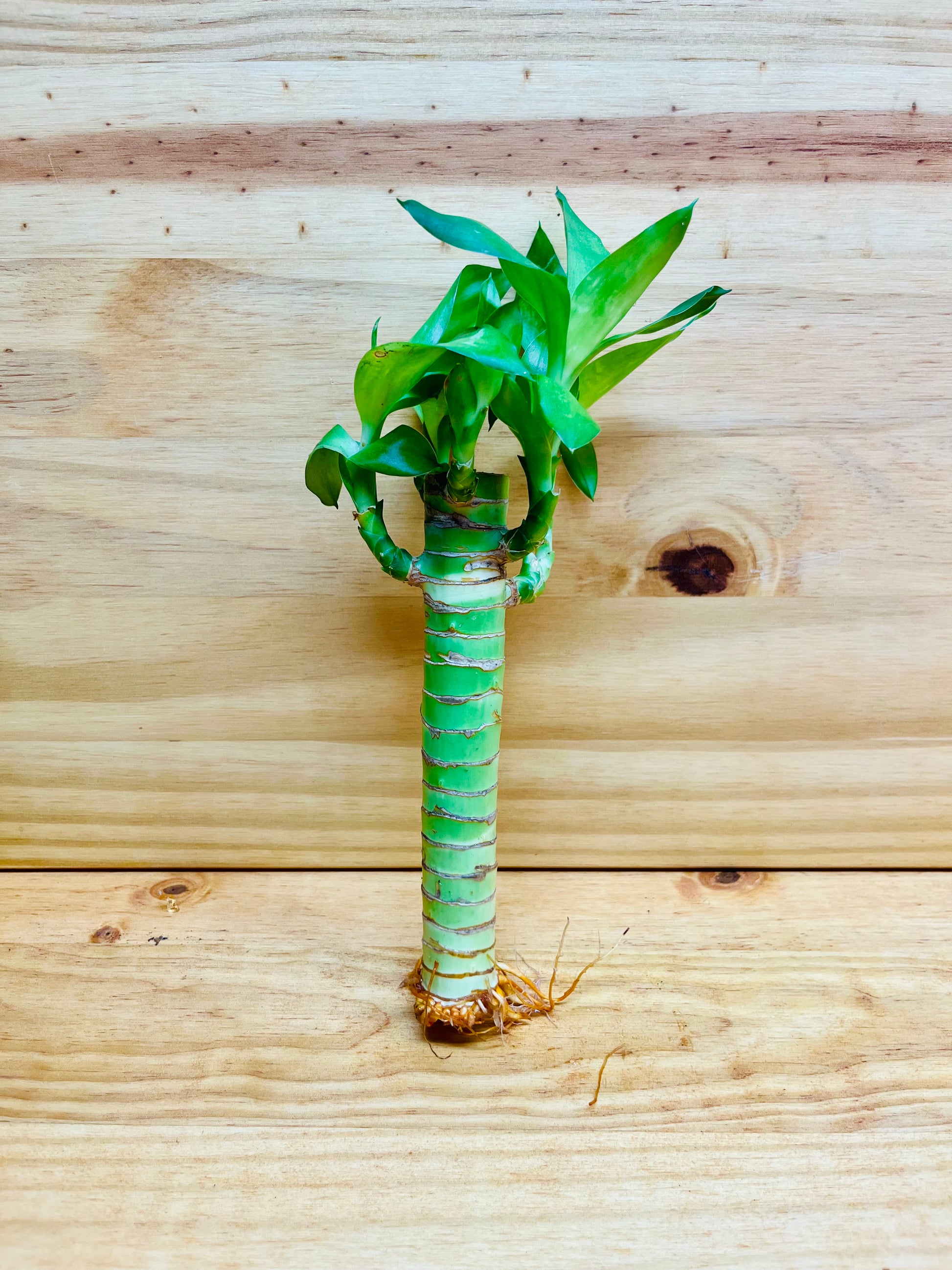 lotus bamboo vs lucky bamboo Lucky Lotus Bamboo One 6” Stem – Houseplants New York LLC