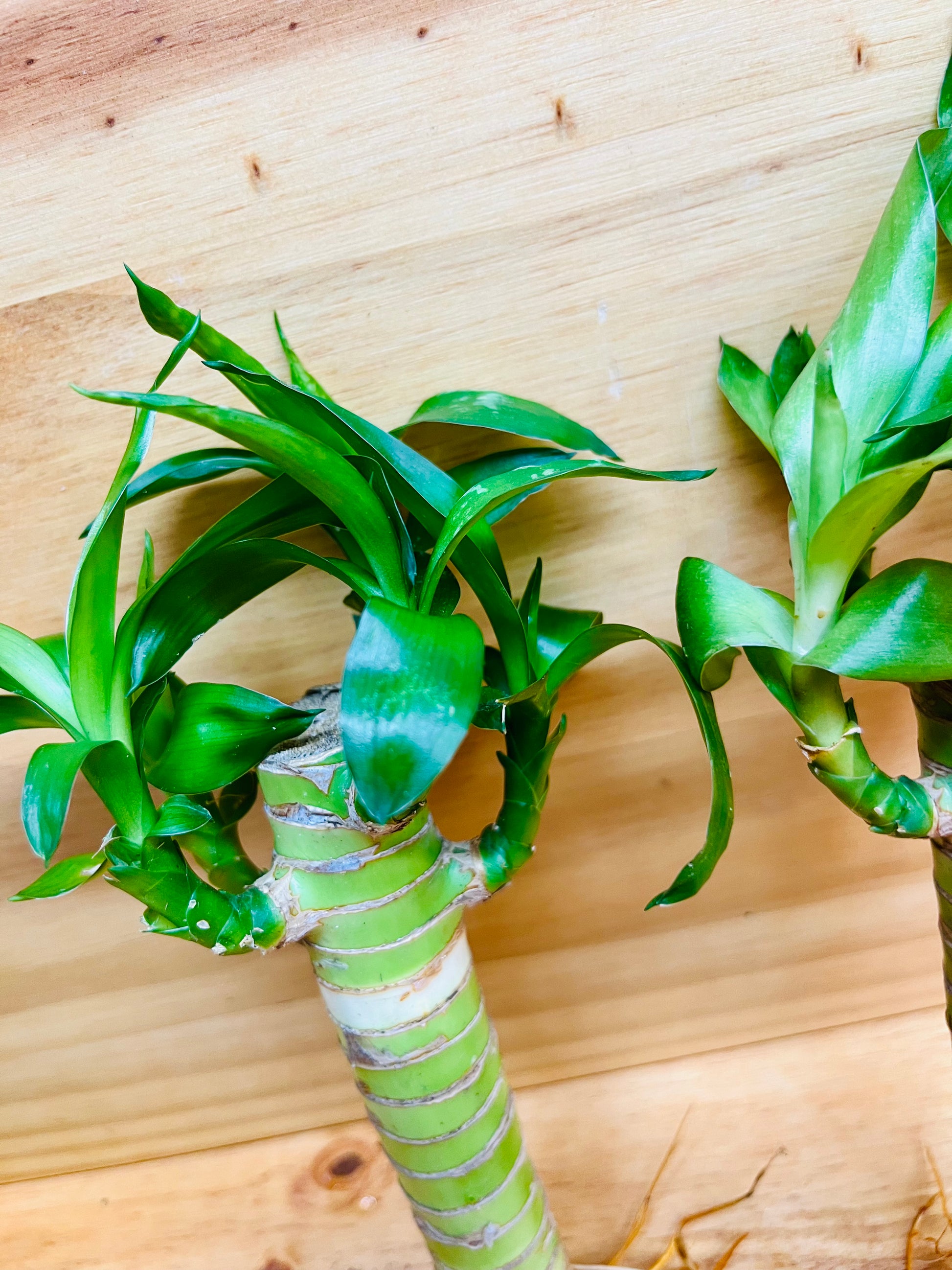 lucky lotus bamboo Lucky Lotus Bamboo One 8” & One 6” Stem – Houseplants New York LLC