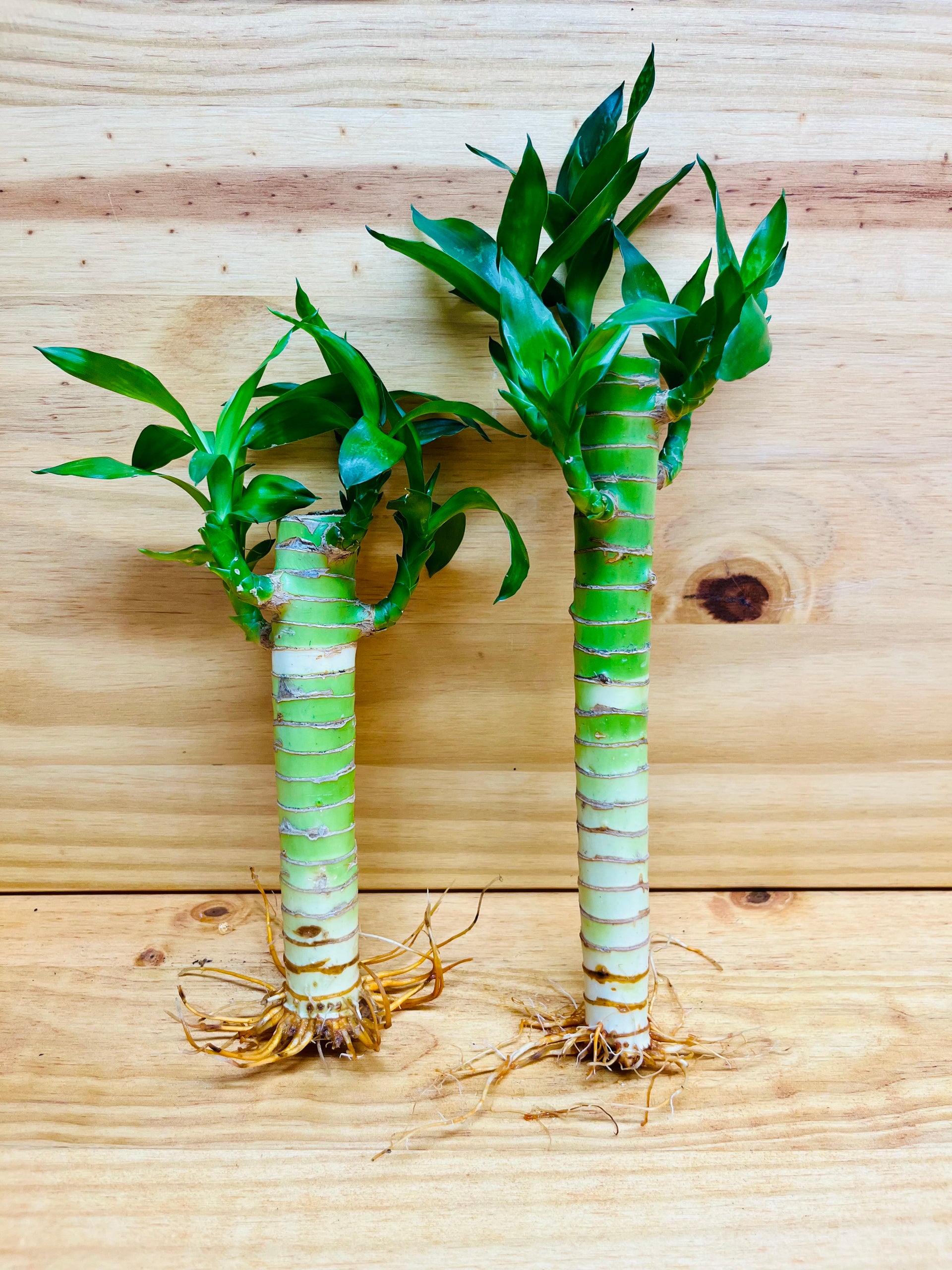 Lucky Lotus Bamboo One 8” & One 6” Stem – Houseplants New York LLC