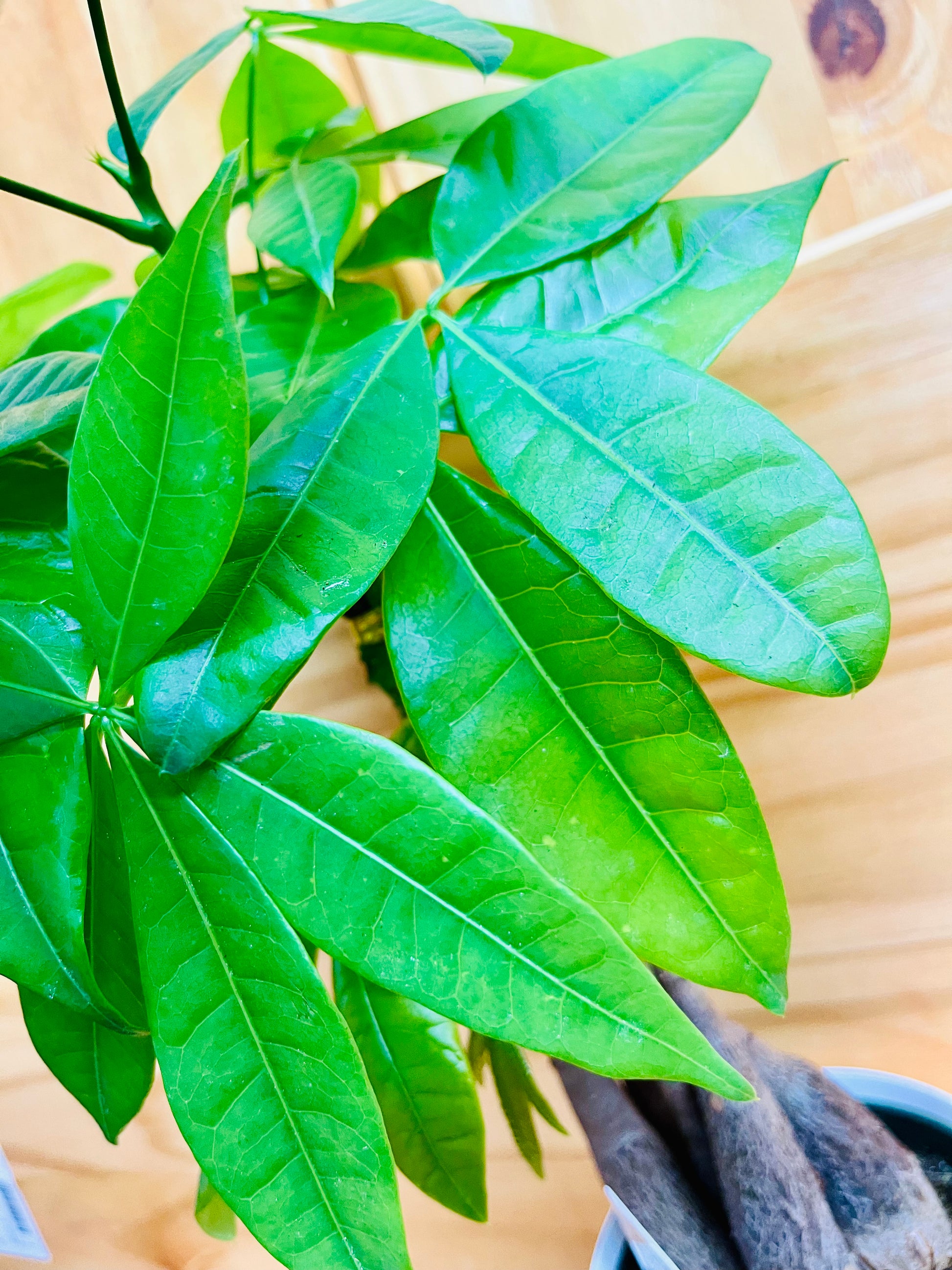 white leaves money tree Money Tree 4" includes White Cover Pot – Houseplants New York LLC