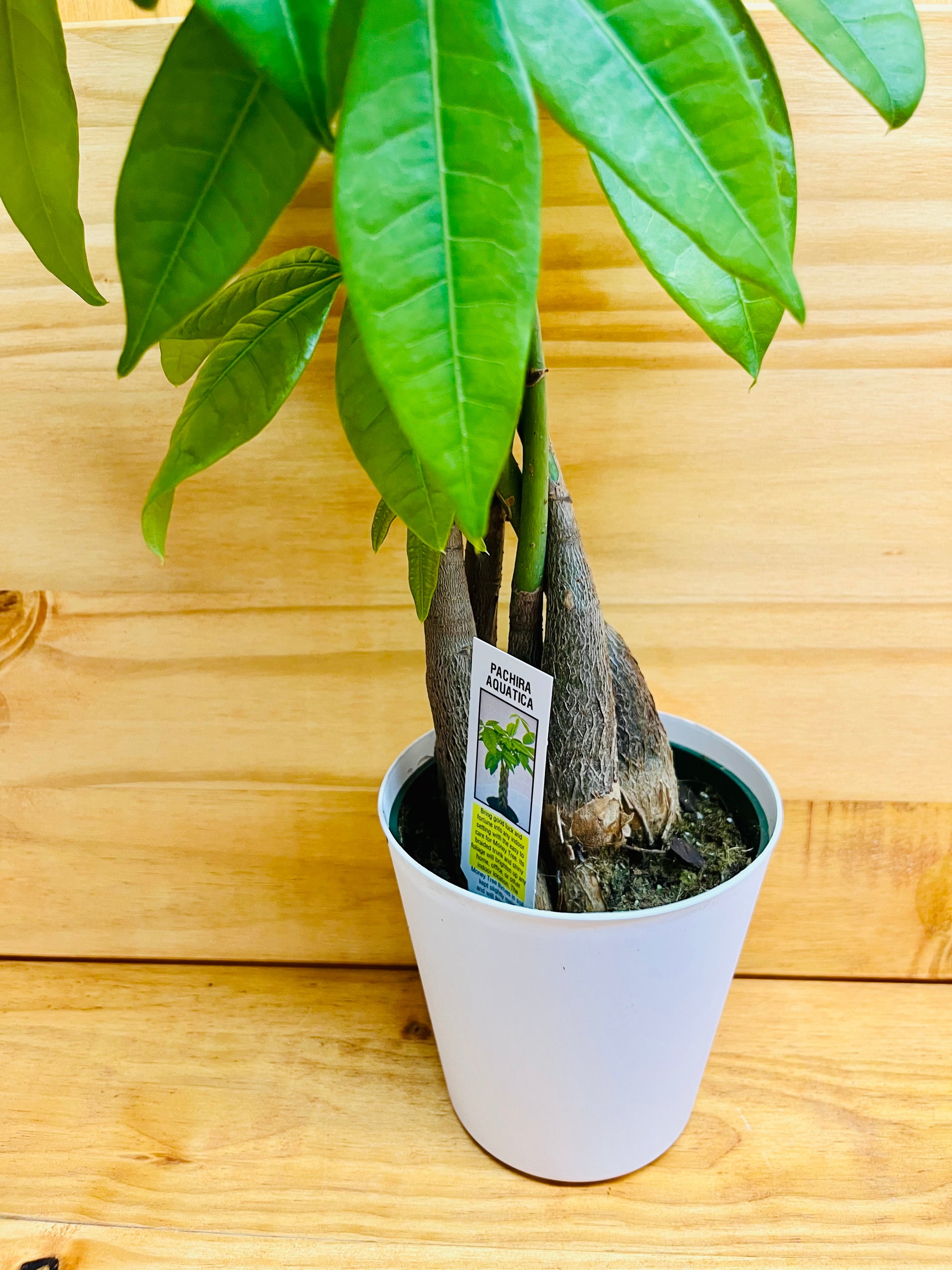 money tree lucky leaves Money Tree 4" includes White Cover Pot – Houseplants New York LLC