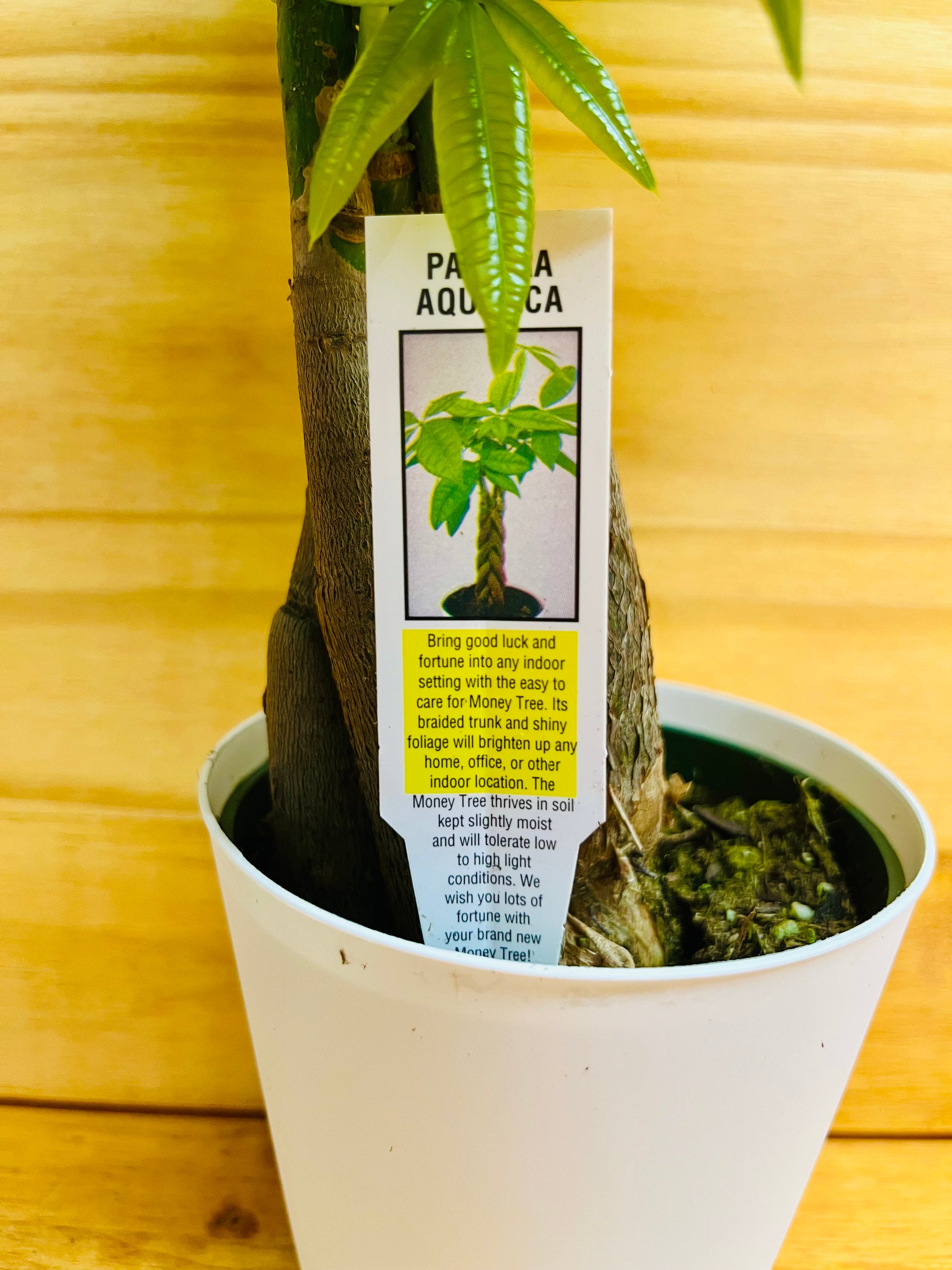 money tree plant pot size Money Tree 4" includes White Cover Pot – Houseplants New York LLC