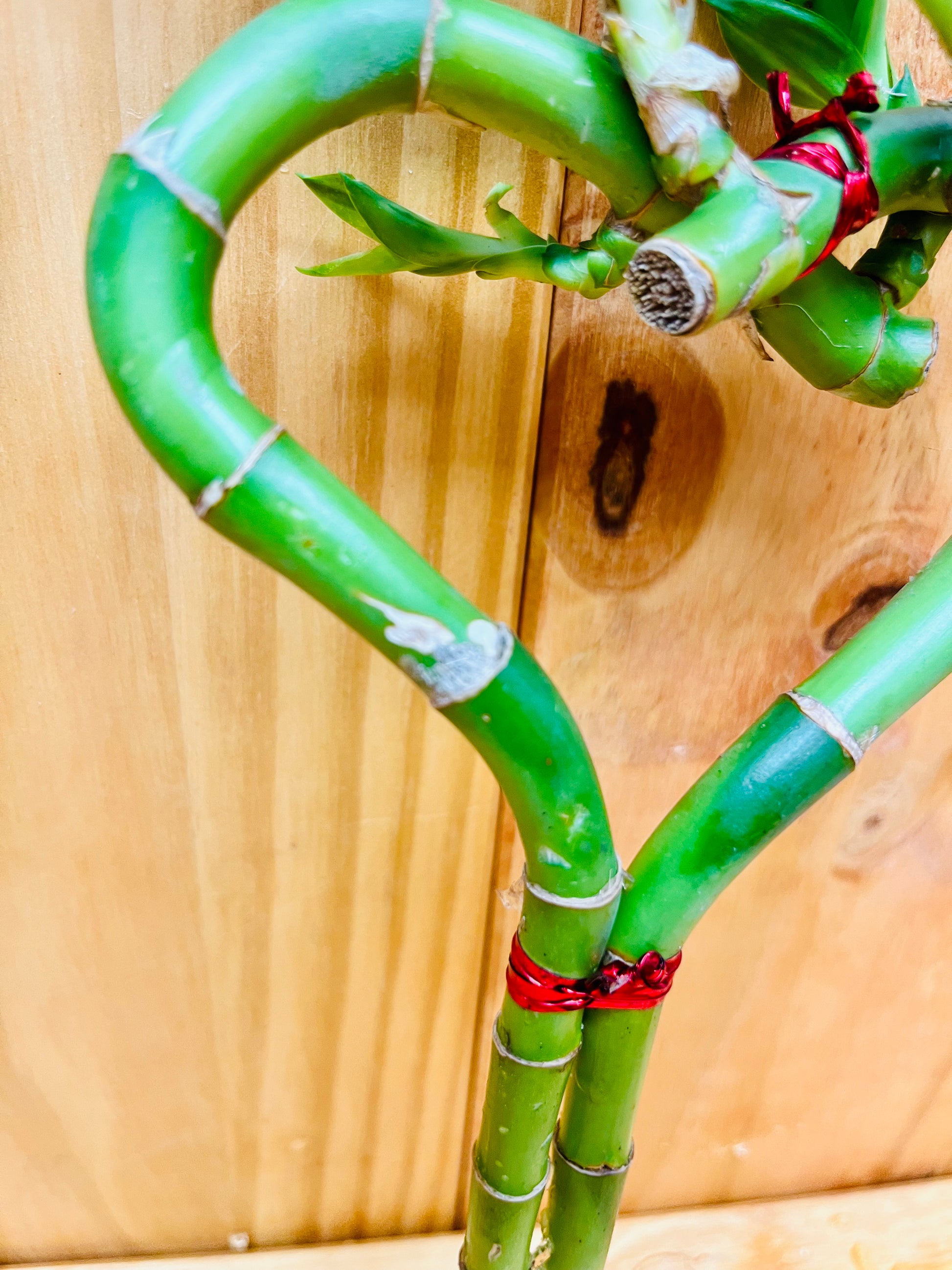 lucky bamboo heart Live Lucky Bamboo 10” Heart Shape Bamboo Plant – Houseplants New York LLC