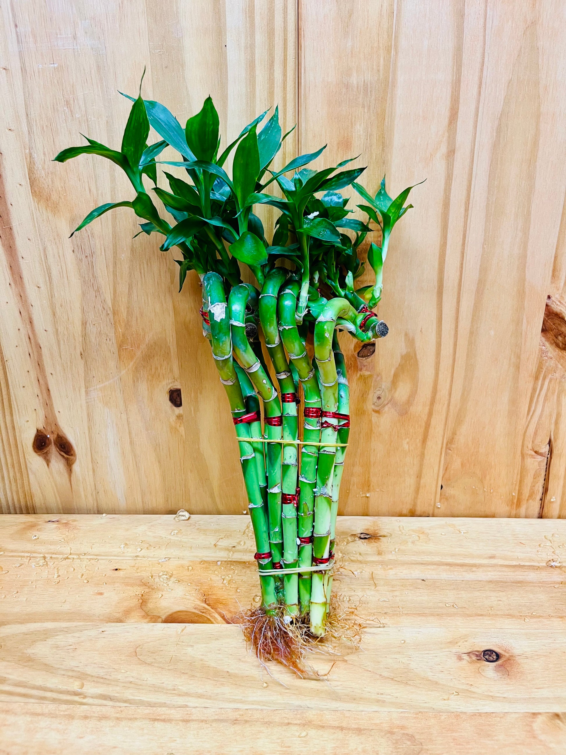 cuantos lucky bamboo hay que tener Live Lucky Bamboo Planta de bambú en forma de corazón de 10" – Houseplants New York LLC