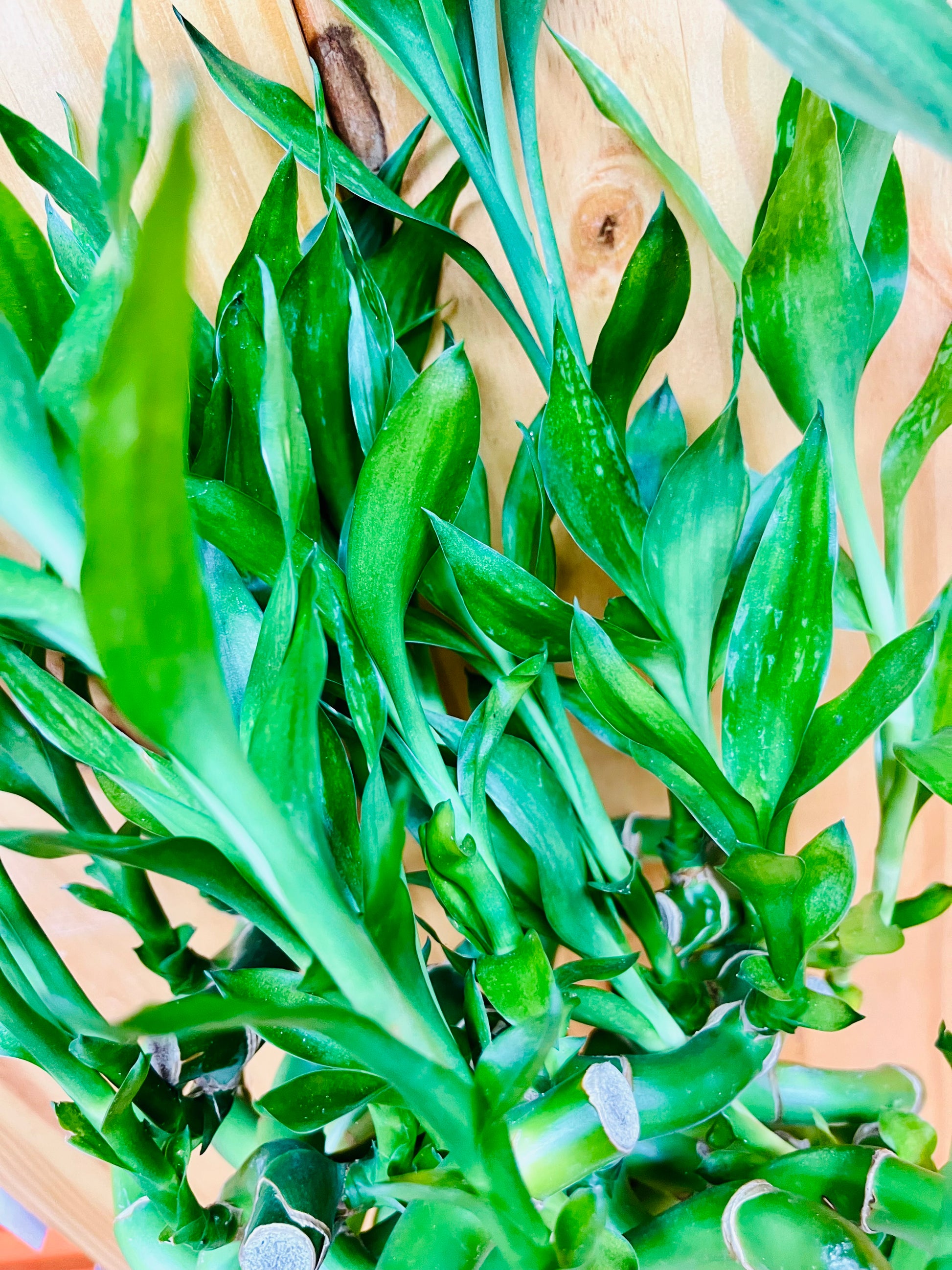 spider mites lucky bamboo Live Lucky Bamboo 12” Spiral Shape Bamboo Plant – Houseplants New York LLC