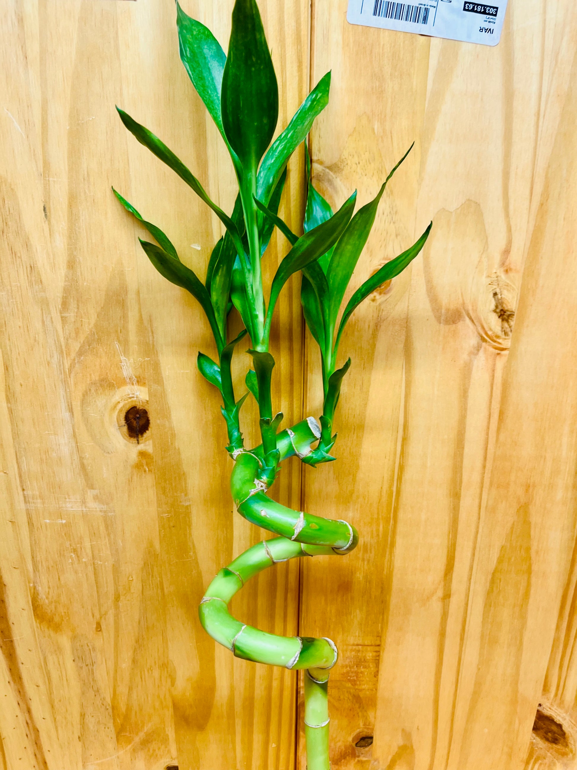 lucky bamboo wild Live Lucky Bamboo 12” Spiral Shape Bamboo Plant – Houseplants New York LLC