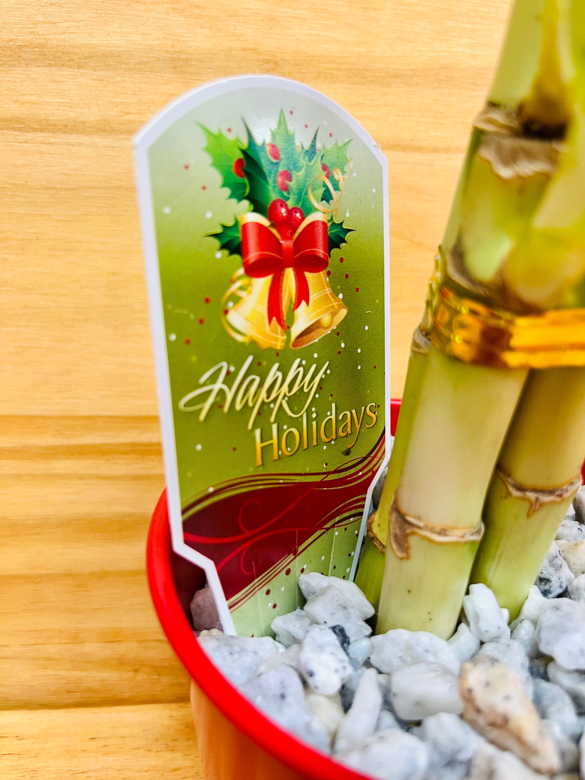 red orchid lucky bamboo One Lucky Bamboo Three Stem 6”6”8” Red Metal Holiday Pot with Heart Design – Houseplants New York LLC