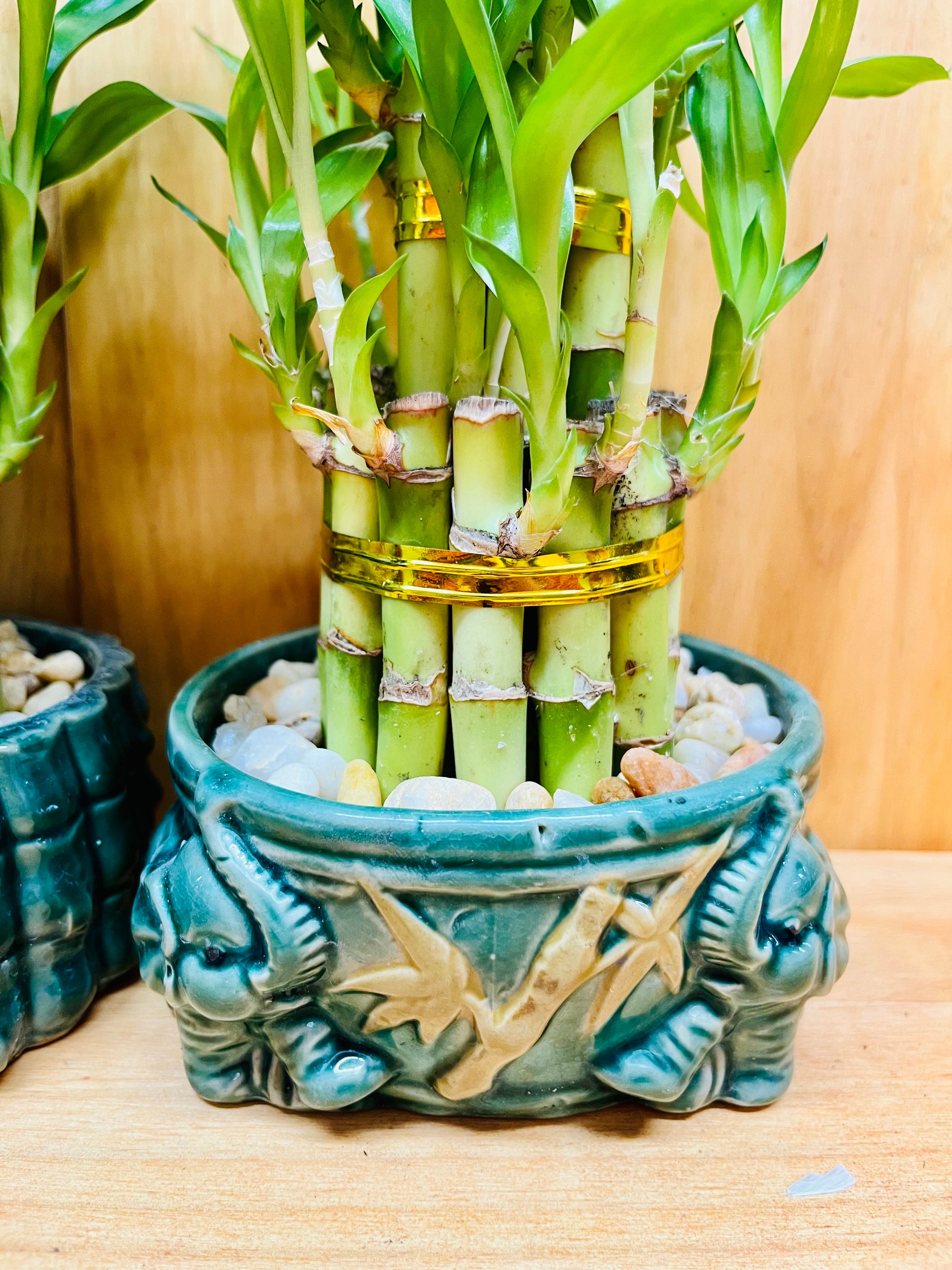 lucky bamboo plant in pot Live Lucky Bamboo Plant Two Tier Arrangements in Ceramic Vase