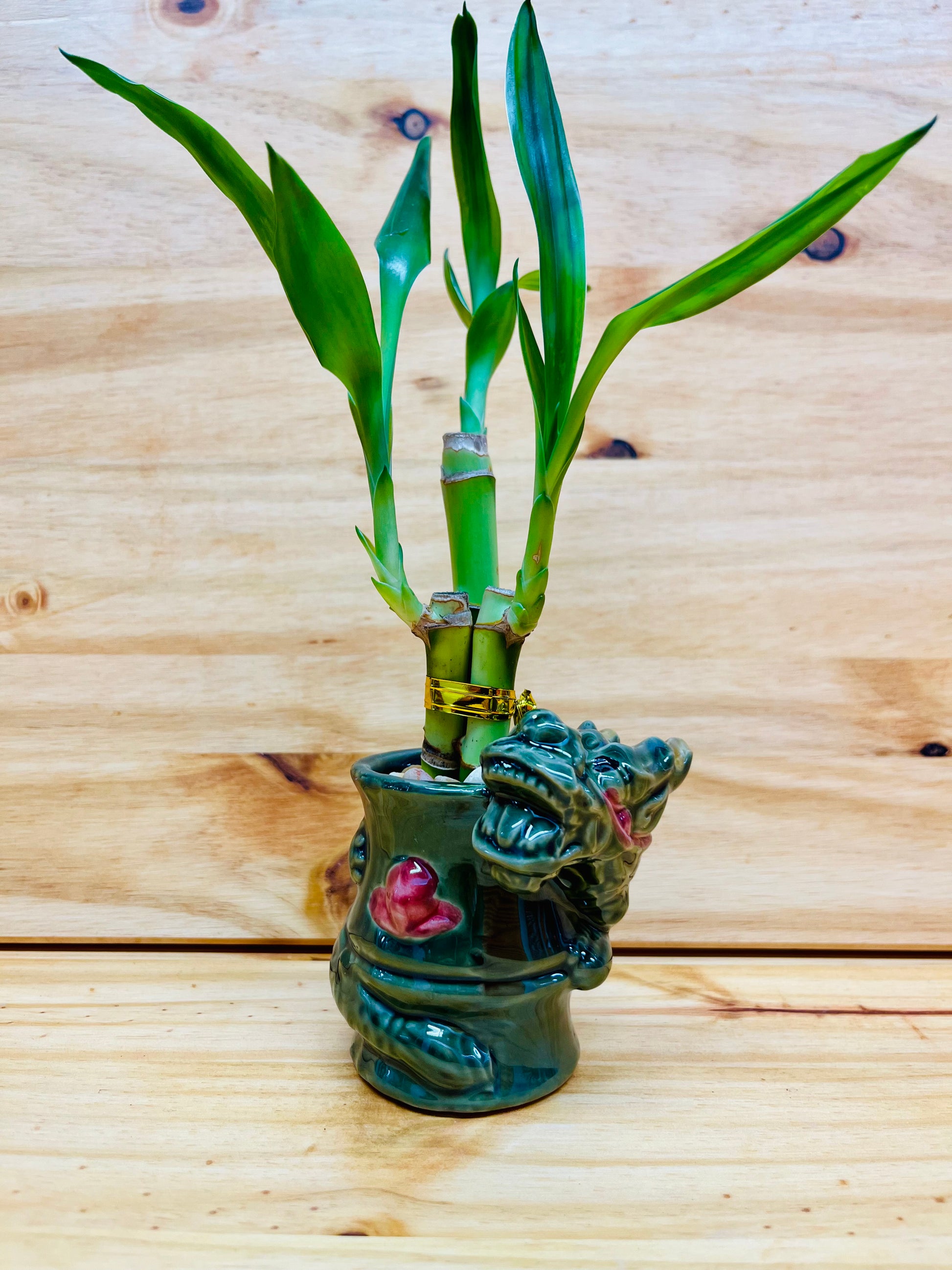 lucky bamboo china Live Lucky Bamboo 4”4”6” Year of the Dragon Ceramic Vase