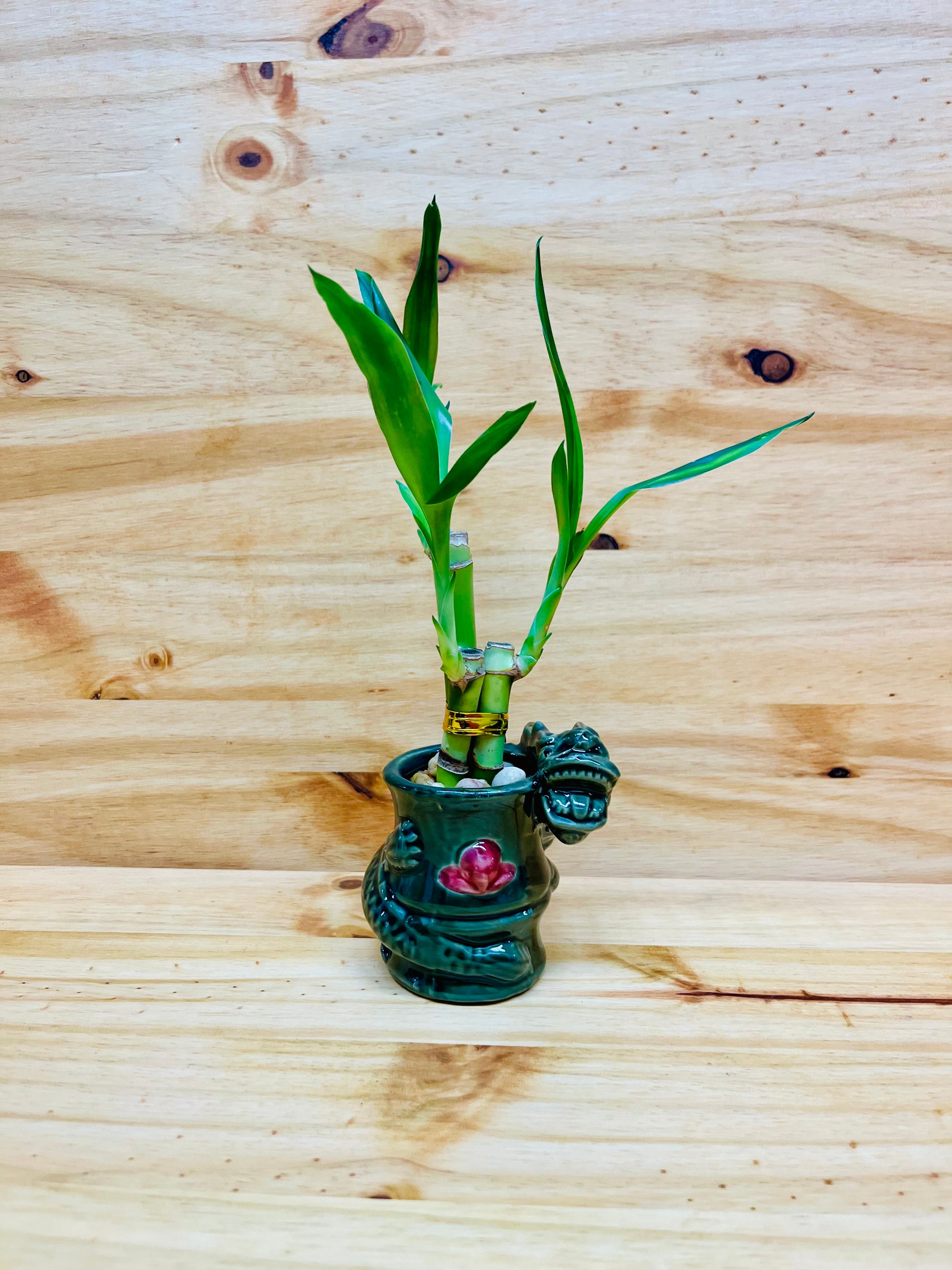 dragon lucky bamboo Lucky Bamboo 4”4”6” in Ceramic Vase -Houseplans New York LLC – Houseplants New York LLC