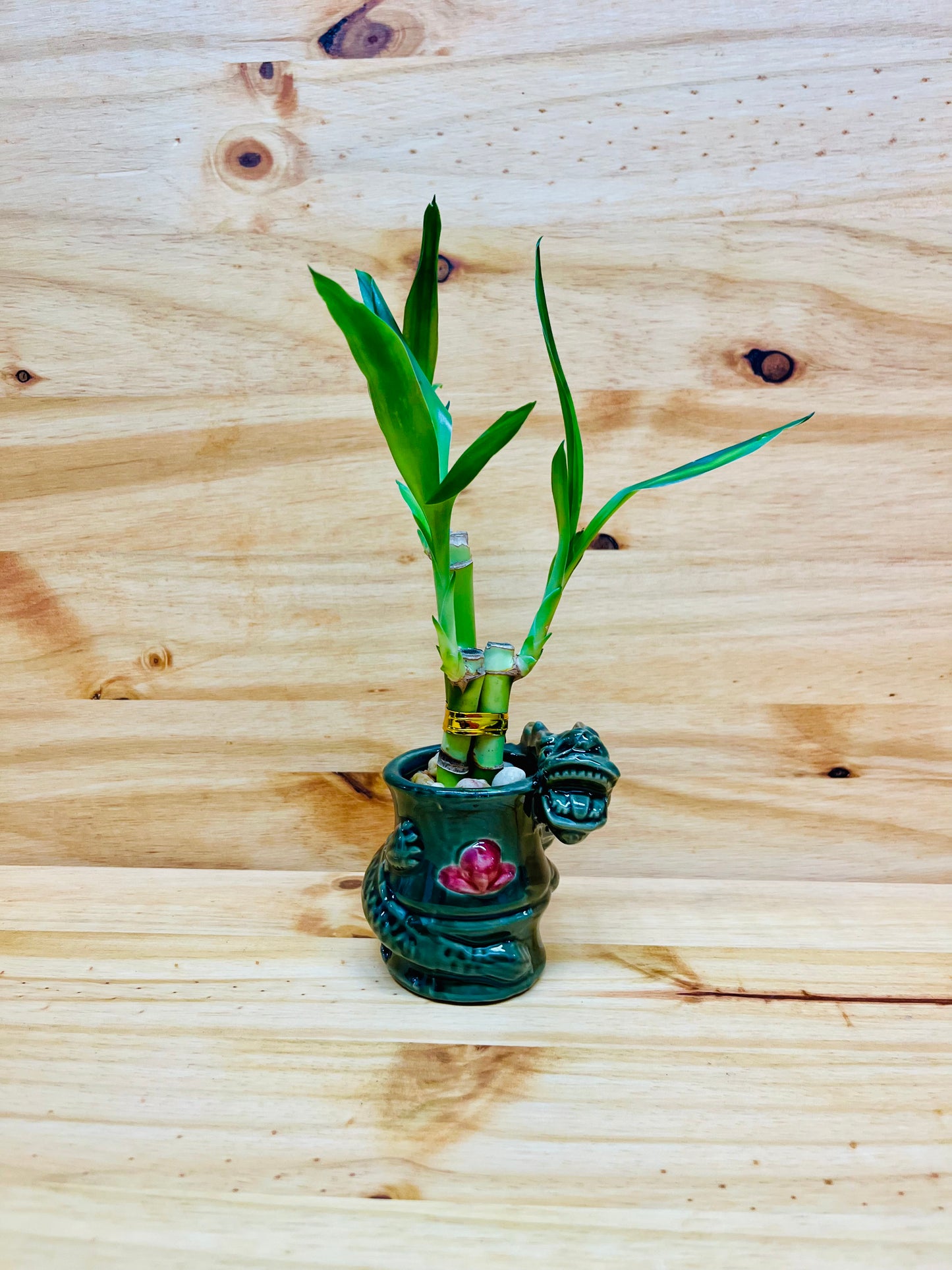 Live Lucky Bamboo 4”4”6” Year of the Dragon Ceramic Vase