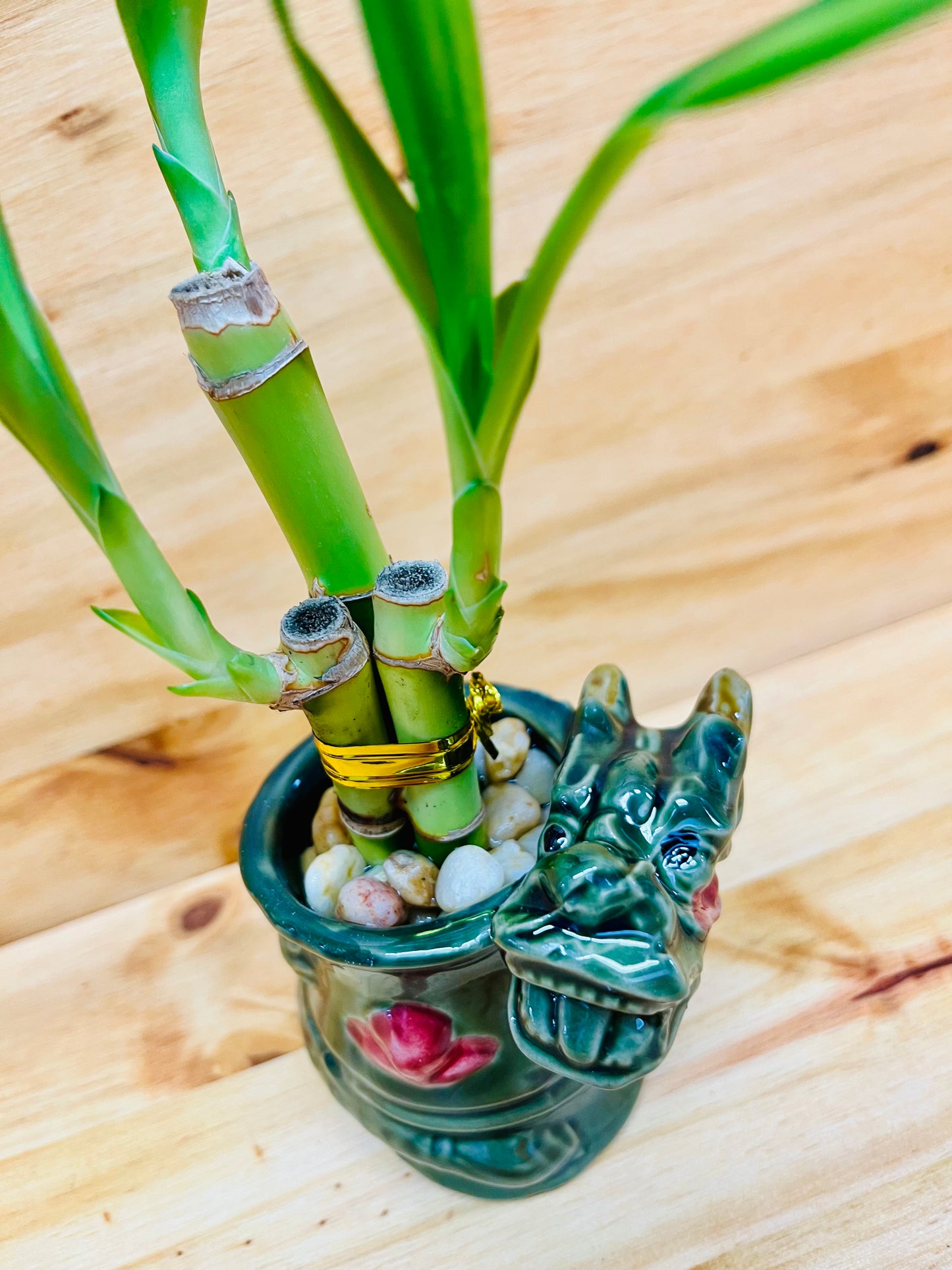 Live Lucky Bamboo 4”4”6” Year of the Dragon Ceramic Vase