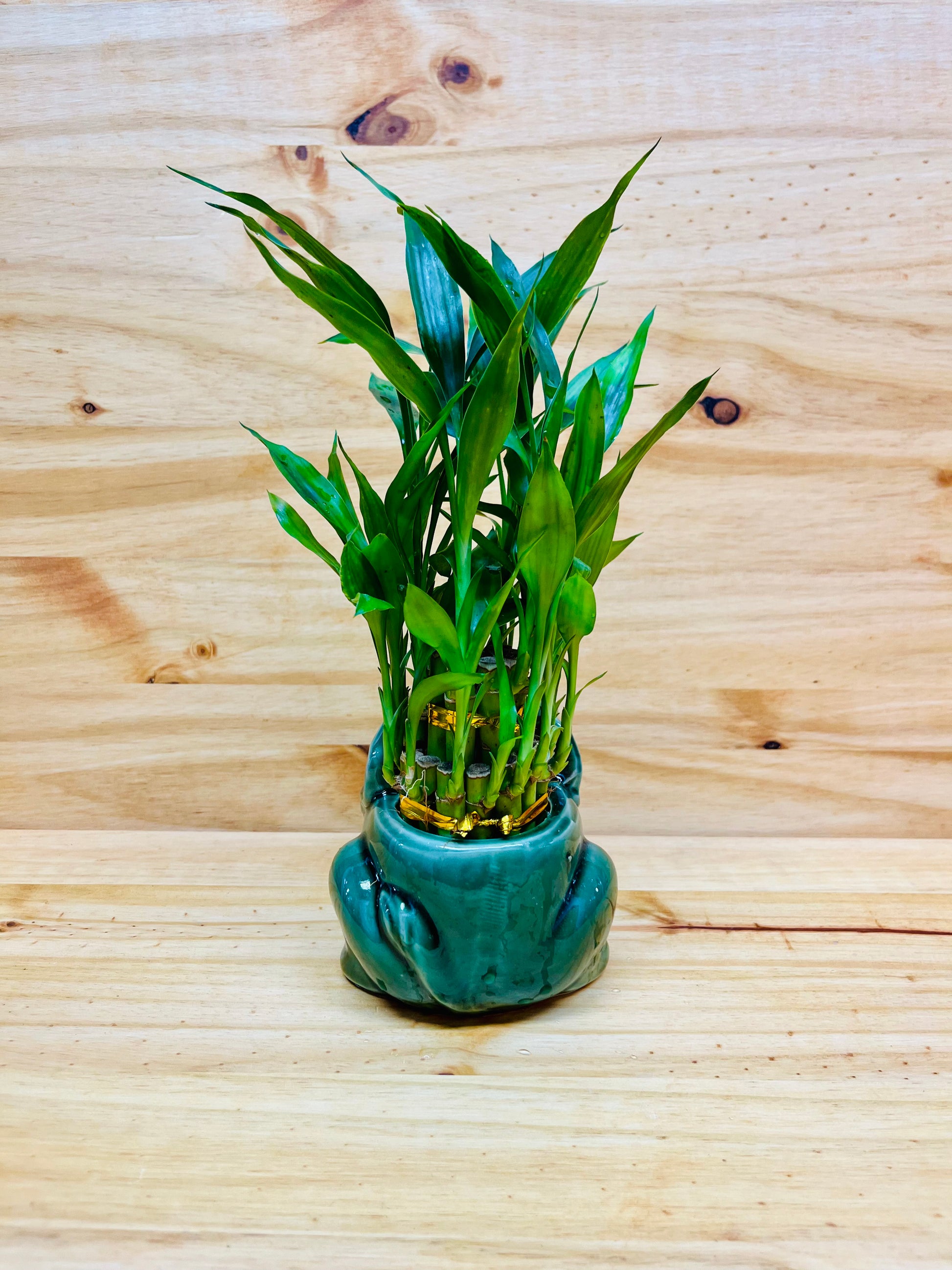 bamboo potted plant indoor Live Lucky Bamboo Two Tier Plant in Elephant Ceramic Vase – Houseplants New York LLC