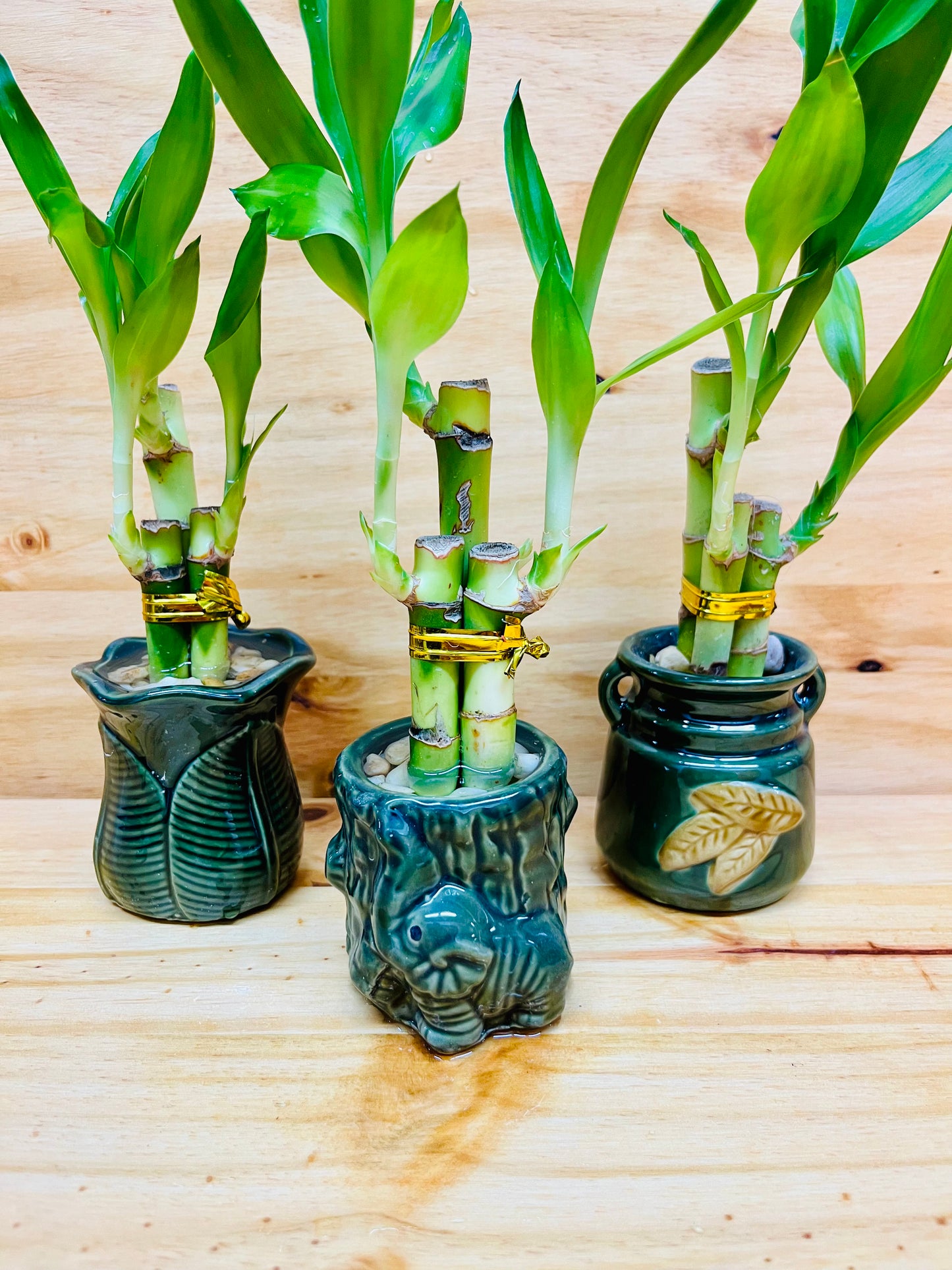 3 Pack Live Lucky Bamboo 4”4”6” Collection in Ceramic Vases