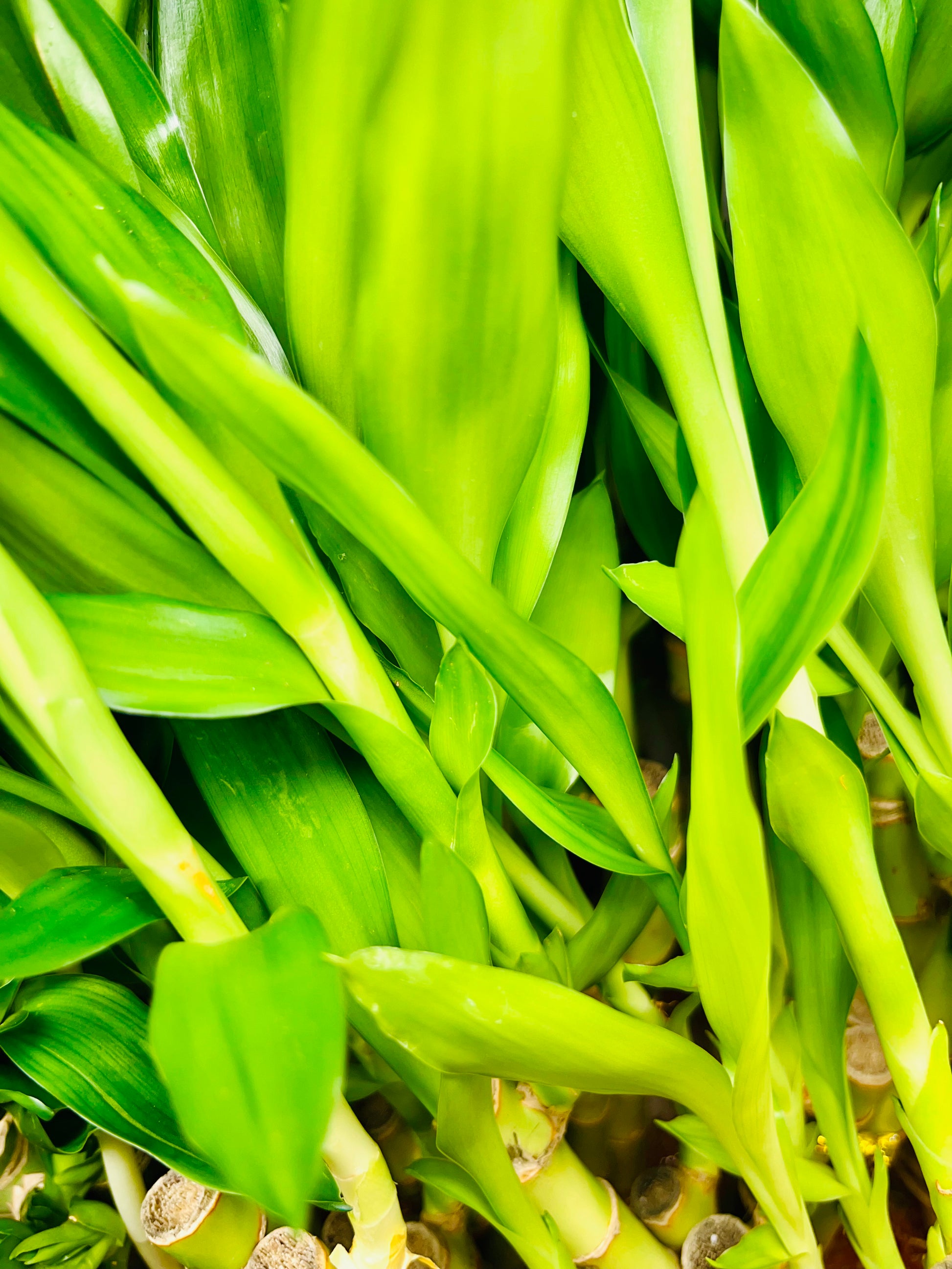 lucky bamboo gift shop washington heights Lucky Bamboo Arrangements 3 Stem 6”6”8” – Houseplants New York LLC