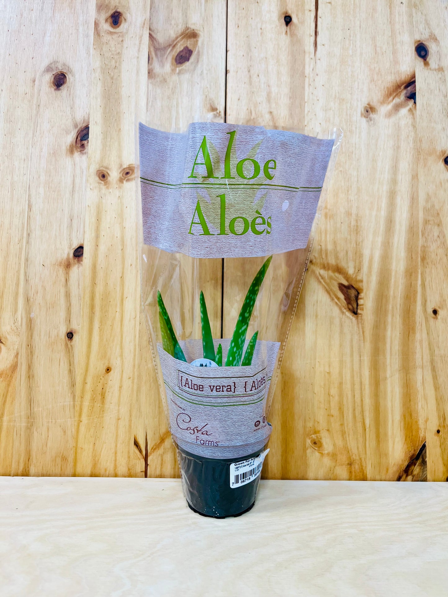 Aloe Vera 4" Live Plant includes Sleeve