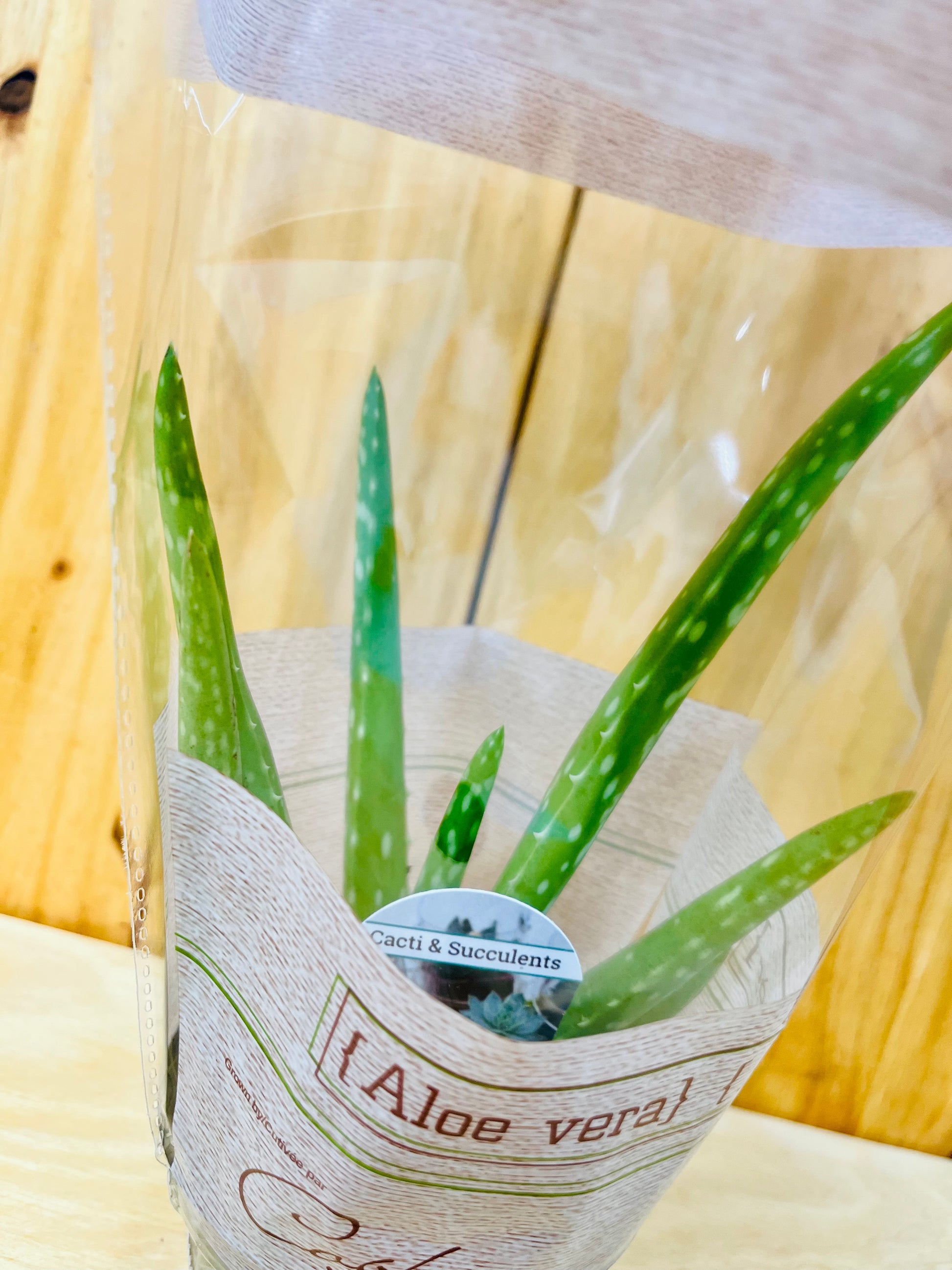 is aloe vera lucky plant Aloe Vera Live Plant in 4" Pot